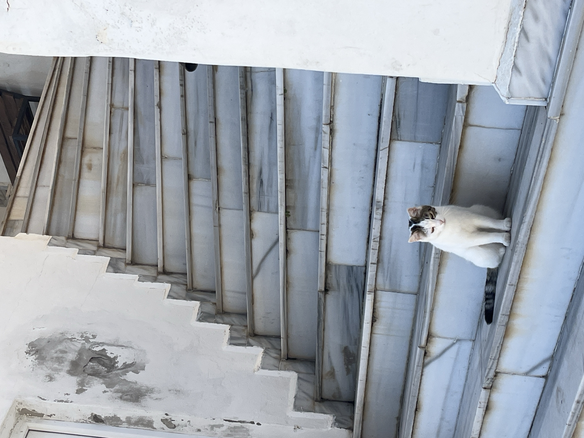 The image shows a light-colored cat sitting on a ledge or wall, seen from below, with a staircase and architectural elements in the background. The staircase appears to be constructed from light-colored materials, possibly marble or a similar stone. The ledge and wall where the cat sits are also light-colored. The angle suggests the photograph was taken looking upwards from below the staircase. Details such as peeling paint or staining are visible on the stairs. While the image may potentially be from Alanya, Turkey, as that is a popular destination, there is no actual evidence in the image to confirm this location.