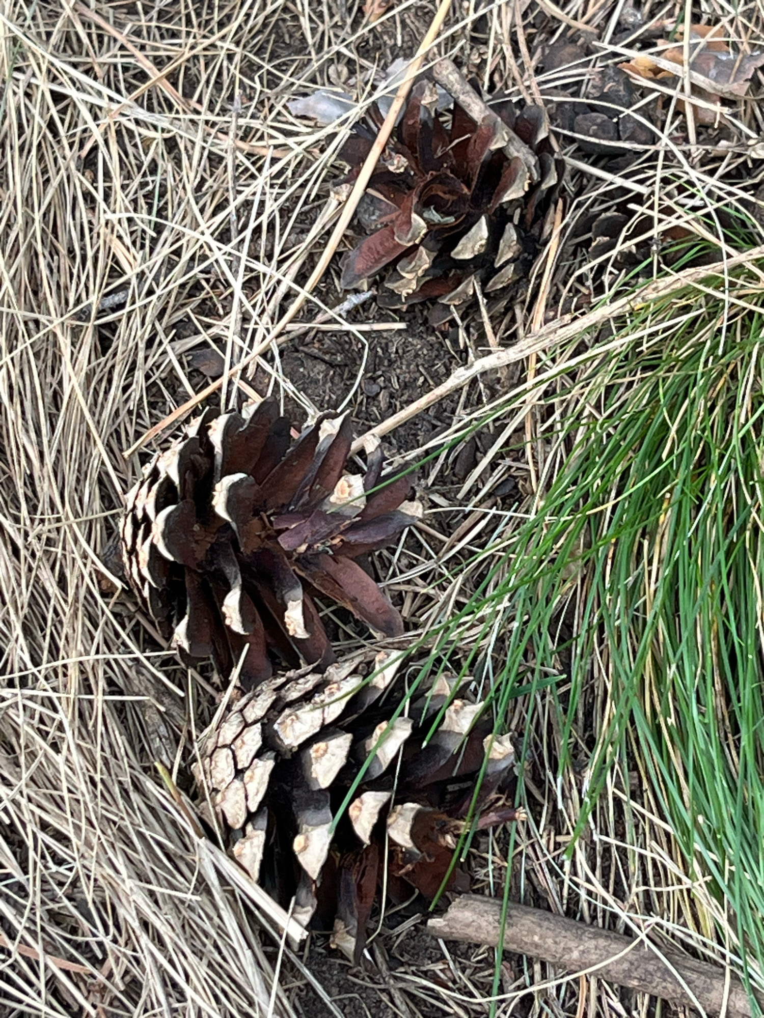The image displays a close-up, overhead view of pinecones scattered amongst dry grass and a patch of green grass. The pinecones vary in size and shape, with some appearing more open and others closed. The ground is covered in a mixture of dry, straw-like vegetation and darker soil. A small twig lies horizontally across the lower portion of the image. There are no people or animals visible. The setting appears to be an outdoor natural environment, possibly a park or forest floor. There is no information in the image to determine the location in the city of Ulyanovsk, Russia.
