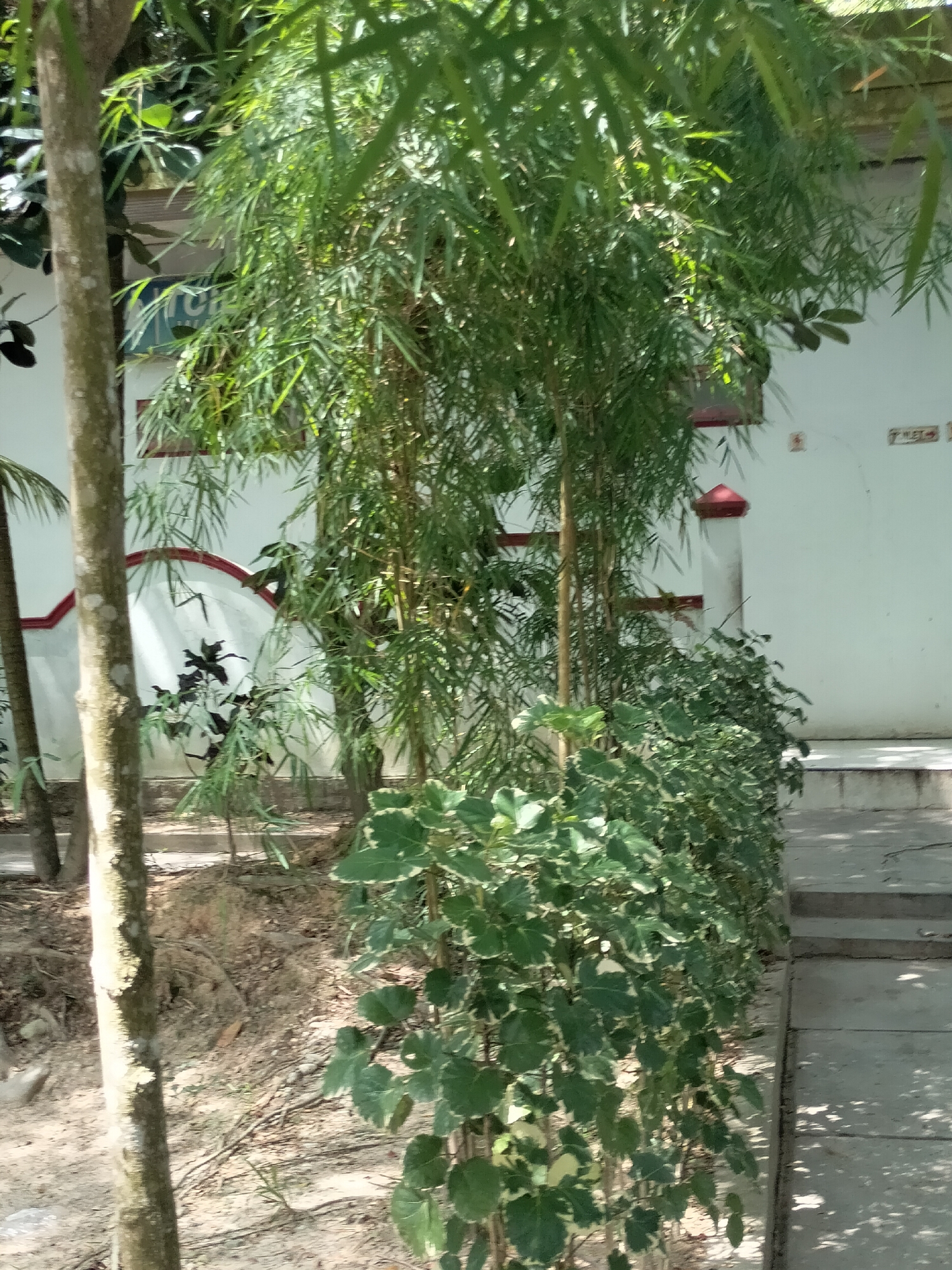 The image depicts an outdoor scene in Seuneubokpeunteut, Indonesia. In the foreground, a thin, vertically oriented tree trunk is visible on the left. To its right, a dense cluster of bamboo stalks forms a significant portion of the mid-ground. In front of the bamboo, a low-lying shrub with variegated green and white leaves is growing.
Behind the vegetation, a white wall of a building serves as the background. The wall features a red and white decorative trim line. A red-capped pillar is also present against the wall, along with some faint markings. The ground appears to be a mixture of soil and sand, with some patchy vegetation. To the right of the scene, a concrete pathway or steps is visible, with dappled sunlight and shadows cast upon it. The overall impression is that of a partially overgrown outdoor area adjacent to a structure.