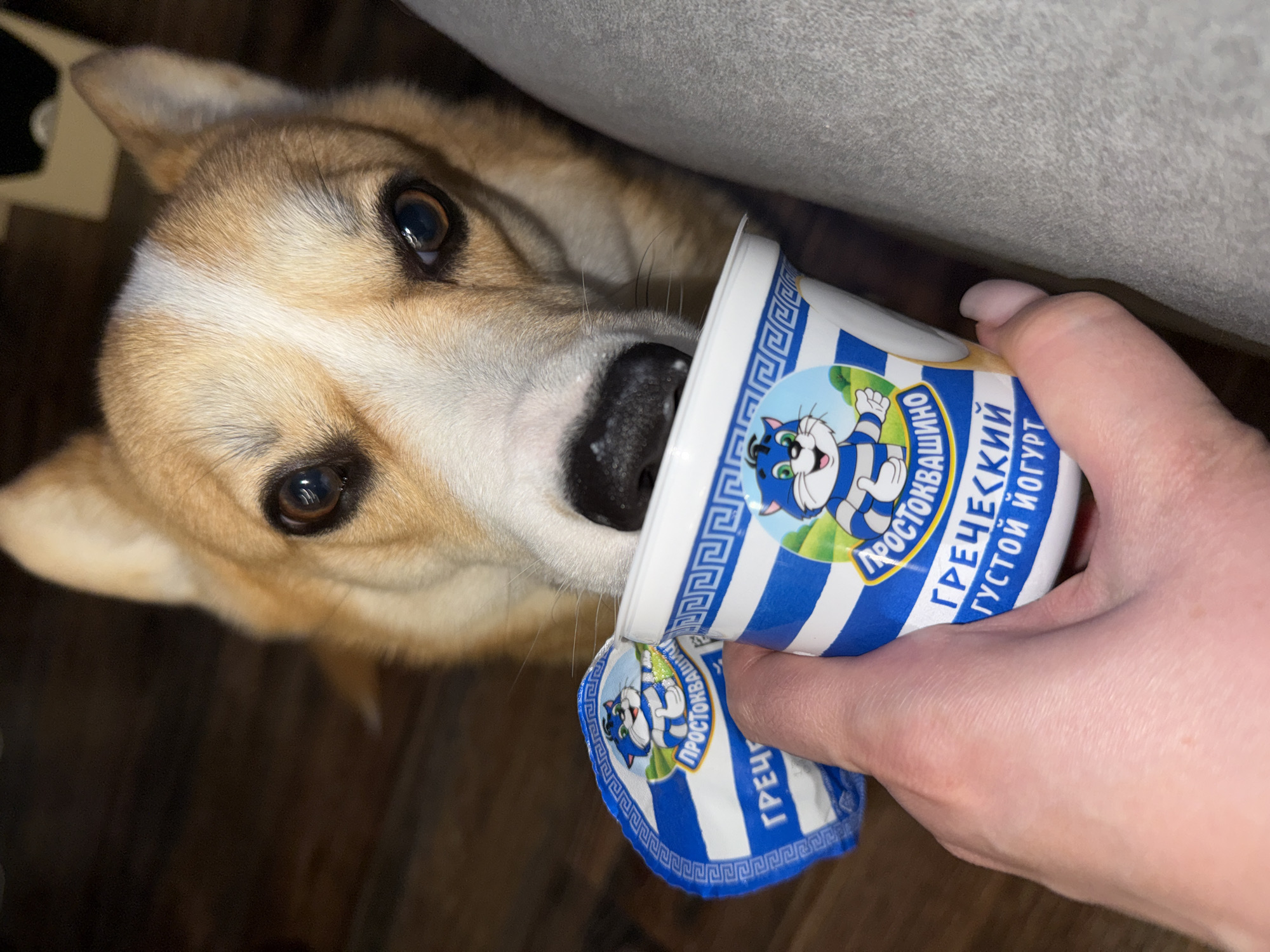 A tan and white corgi dog is reaching its muzzle into a container of "Prostokvashino" Greek yogurt, held by a light-skinned hand with short fingernails. The yogurt container has a blue and white striped design, and a cartoon cat character on a green background. The background consists of a dark wooden floor and a neutral-colored upholstered surface. The origin of the image is Votkinsk, Russia.