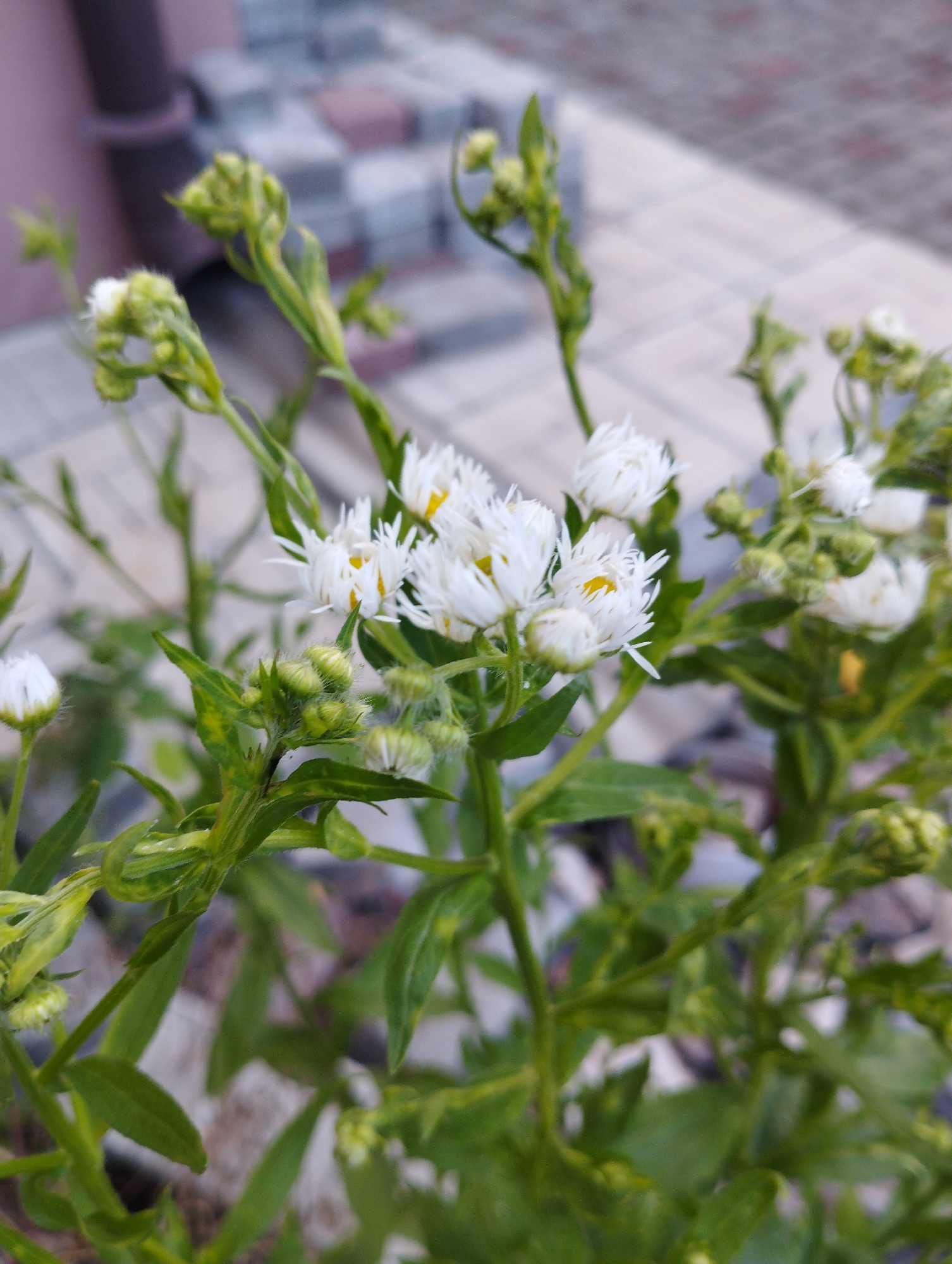 The image shows a close-up view of a plant with small white flowers and green buds. The flowers have delicate white petals and bright yellow centers. The plant has thin green stems and elongated leaves. In the background, a paved area with interlocking stones and a dark downspout are visible, suggesting an outdoor setting, possibly a garden or yard. The lighting is soft and natural, with the focus on the plant.