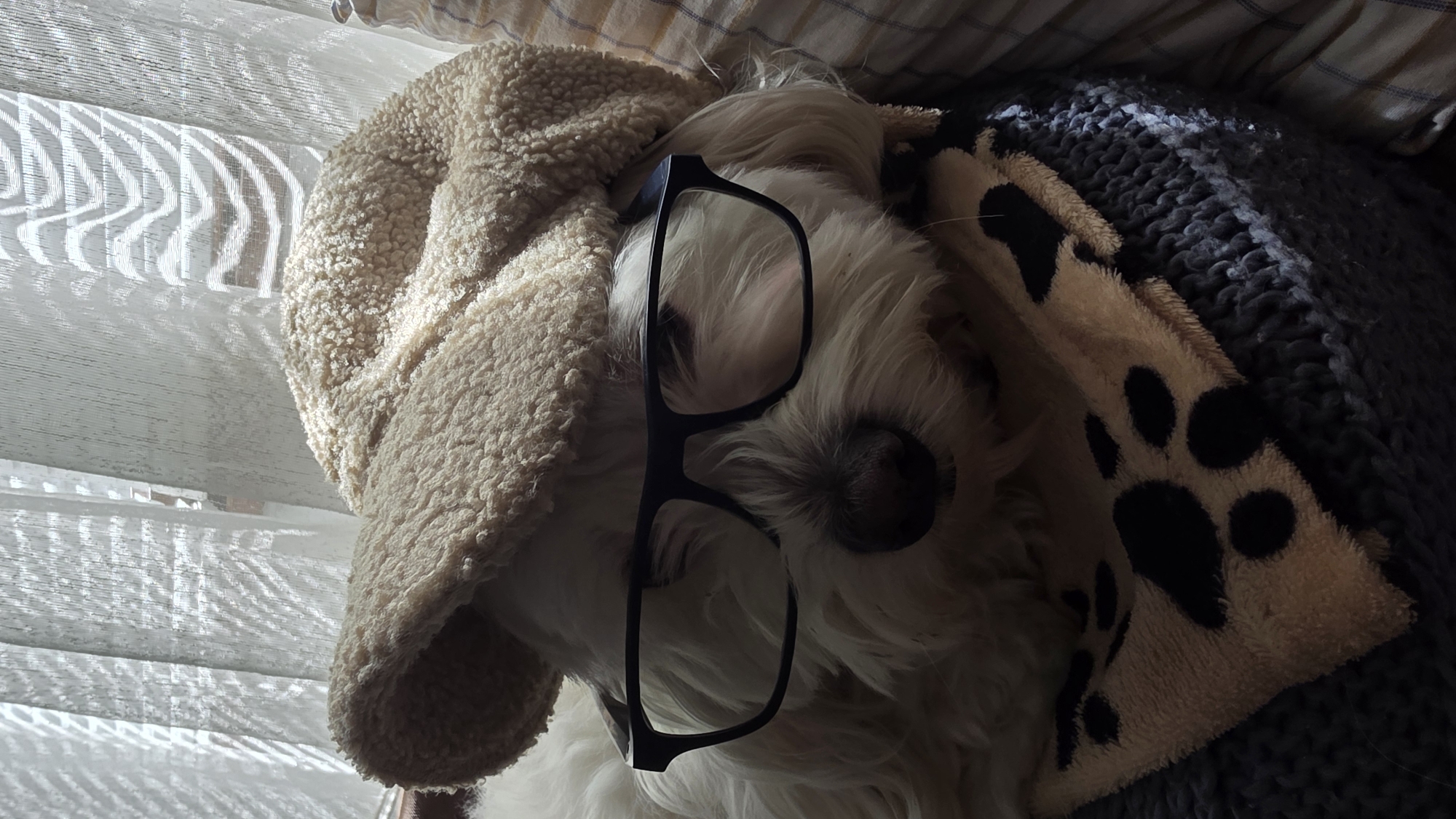 A white Maltese dog is lying on a bed, wearing a tan fuzzy hat and black-framed glasses. The dog is partially covered by a blanket patterned with black paw prints on a tan background, which is resting on a gray knitted blanket. A window with white blinds is visible in the background, providing light to the scene. The location is unknown and there is no indication in the provided image that it is in Blagoevgrad, Bulgaria.