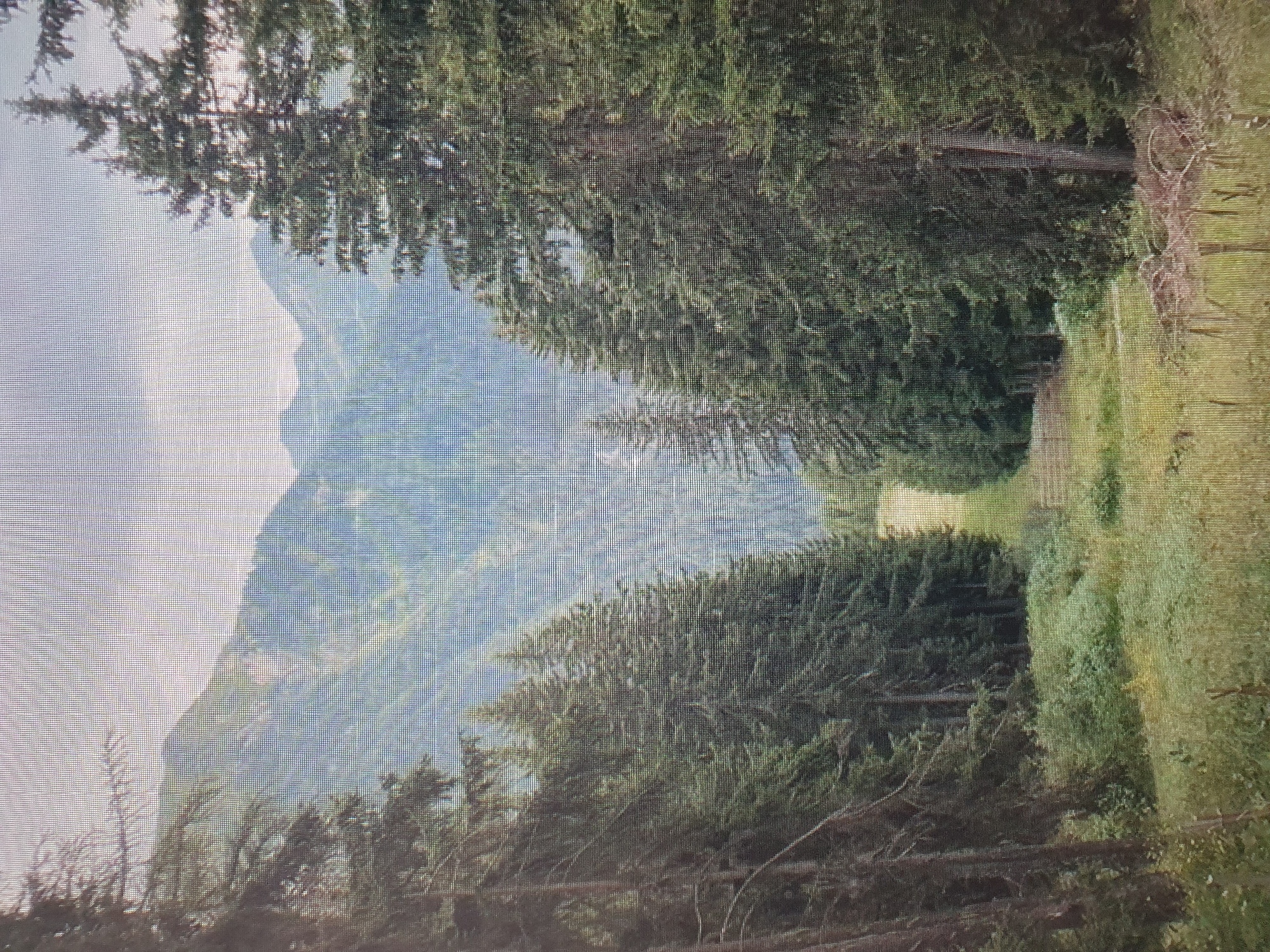 The image shows a panoramic view of a mountainous landscape, likely in a rural or forested area, featuring a path leading into a valley. The foreground is dominated by tall evergreen trees on either side, creating a natural frame for the scene. A grassy area with scattered wildflowers stretches towards the background, where a cleared path, possibly a hiking trail or a road, ascends into a dense forest that covers the slopes of the mountains. The mountains themselves are layered and recede into the distance, with a hazy, overcast sky overhead. There are no people, animals, or man-made structures visible in the scene, except for what appears to be a barbed wire fence in the lower right corner of the image.
The scene is not located in the city of Tashkent, Uzbekistan. Tashkent is a large urban center, and this image depicts a natural, mountainous environment that is not characteristic of the city's landscape.