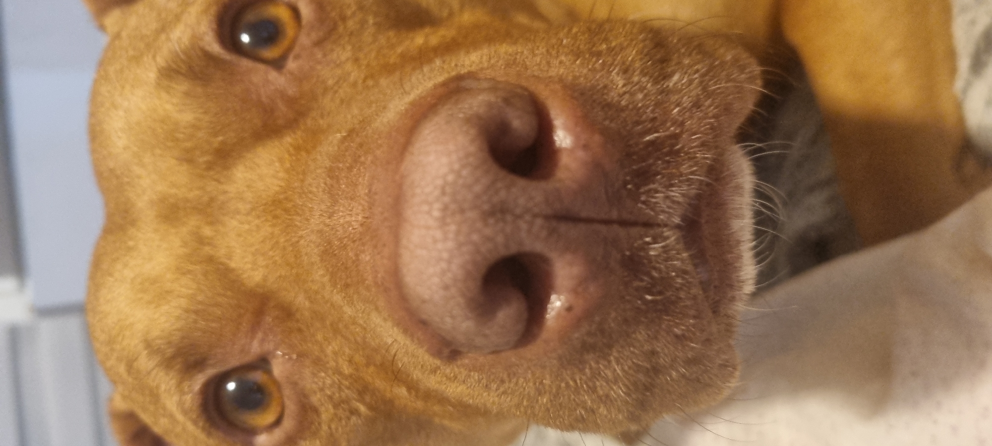 A close-up, slightly rotated image depicts a brown dog's face, focusing on its nose and eyes. The dog's nose is large and textured, with prominent nostrils. Its eyes are golden-brown and expressive. The surrounding fur is short and smooth. The background is blurred, suggesting the dog is indoors.
