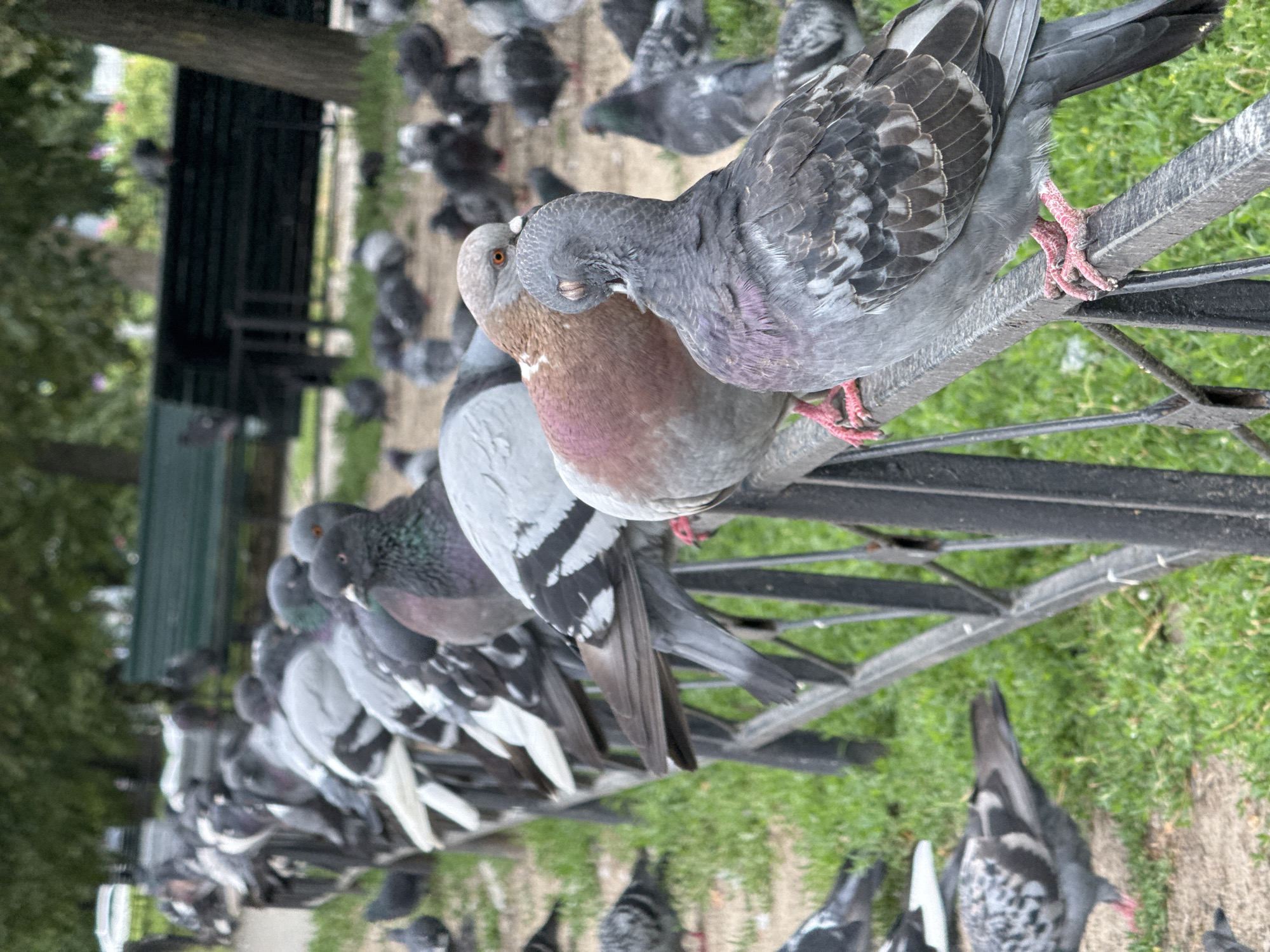 In Saint Petersburg, Russia, a flock of pigeons is gathered on a black metal fence in a park setting. The pigeons are of various shades of gray, white, and brown, with some exhibiting iridescent neck feathers. They are perched close together on the horizontal bars of the fence. The background shows a green lawn, trees, and dark park benches. The overall lighting suggests an overcast day.