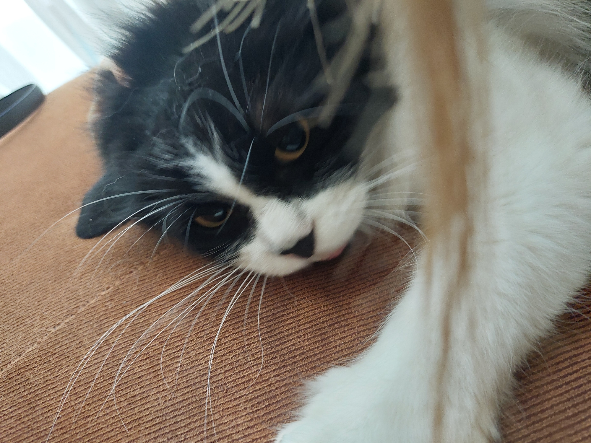 A close-up, slightly angled shot depicts a black and white cat lounging on a brown surface, possibly a couch or bed. The cat has striking amber eyes and a pink tongue slightly protruding. Its whiskers are prominent, spreading outwards. The photograph is taken in a warm indoor lighting. There is no indication this photo was taken in Plovdiv, Bulgaria.