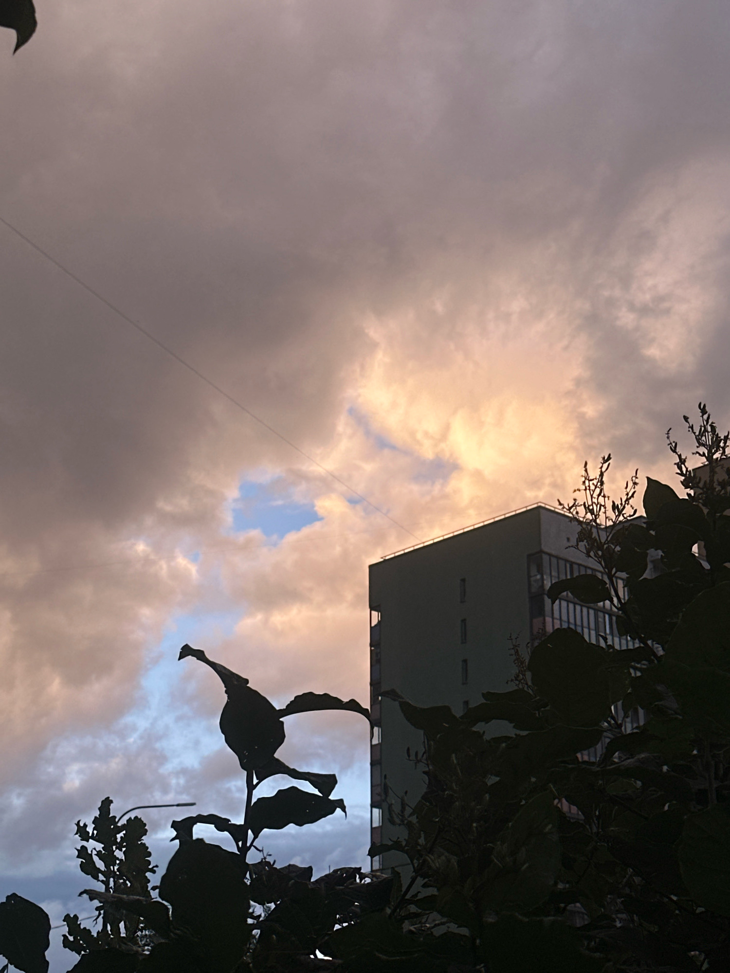 A low-angle, full shot captures a building and foliage against a dramatic, overcast sky. The sky is a mix of muted gray and warm, peachy tones, suggesting either a sunrise or sunset. A single, thin power line stretches horizontally across the upper third of the frame. In the middle ground, a modern, multi-story building with a light-colored facade and dark-framed windows is visible. The foreground is dominated by the dark silhouettes of lush foliage, including large leaves and delicate branches with small buds. These plants obscure parts of the building and extend upwards and into the frame from the bottom. The overall impression is one of a natural scene set against an urban backdrop.