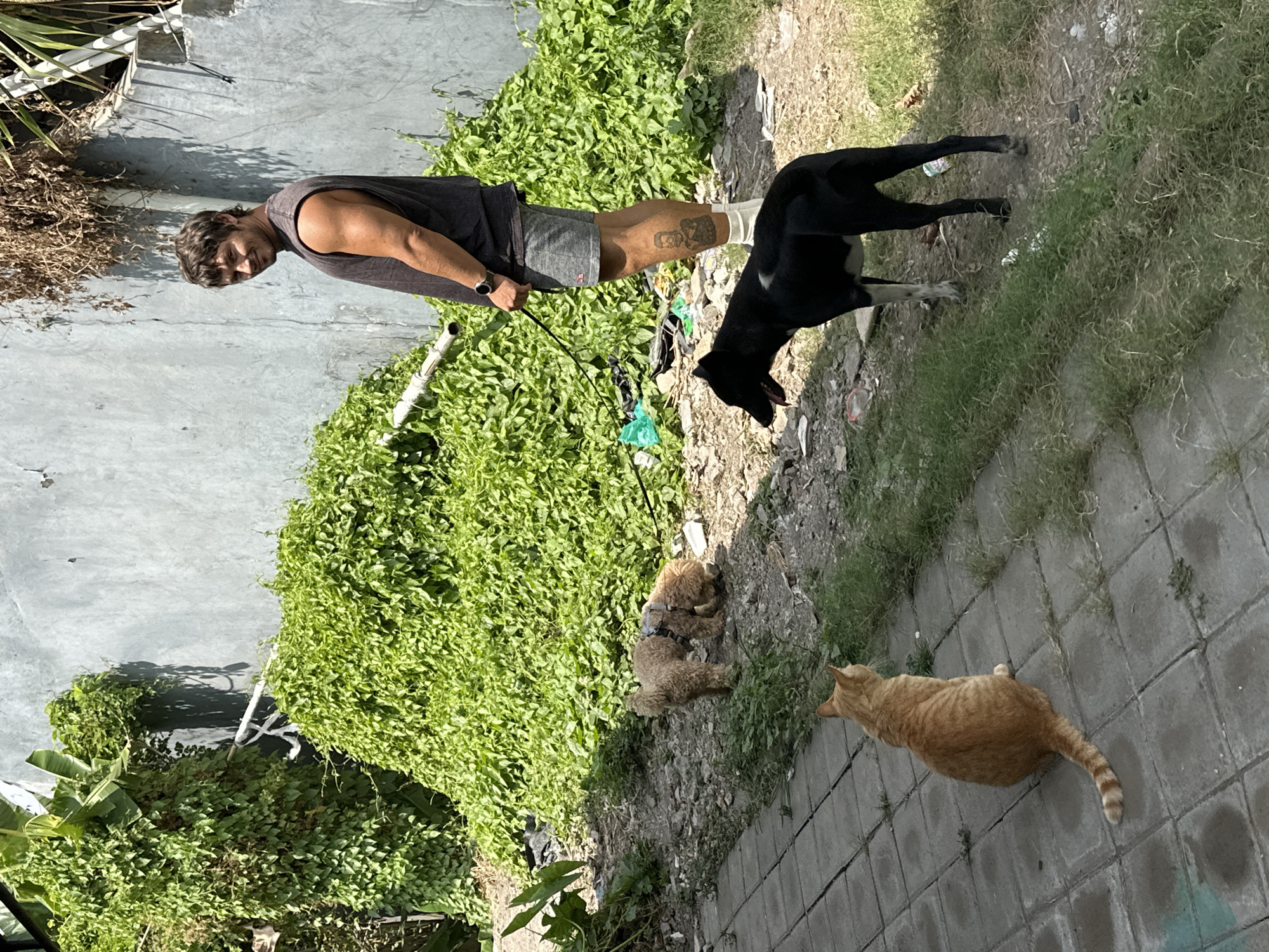 In North Kuta, Indonesia, a man in a dark sleeveless shirt and grey shorts stands with his right arm extended, holding a leash attached to a black dog with white markings on its chest and front legs. The man is looking towards his left, with a slight smile. Beside him, two small, tan poodle-like dogs are interacting on the ground. In the foreground, an orange tabby cat is seated on a paved area, facing away from the viewer and looking towards the right. The environment consists of a grey concrete wall in the background, overgrown green foliage, and a rocky, unkempt ground surface with scattered debris. A paved path runs along the left side of the foreground.