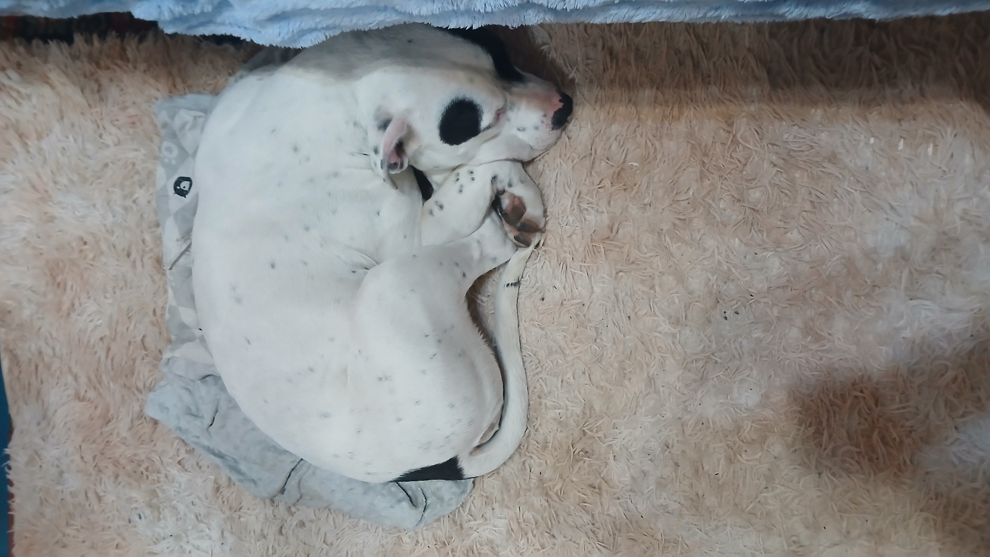 A white dog with black spots is curled up asleep on a grey patterned dog bed. The dog bed is placed on a beige shag rug. The background includes a blue blanket partially visible at the top edge of the frame.