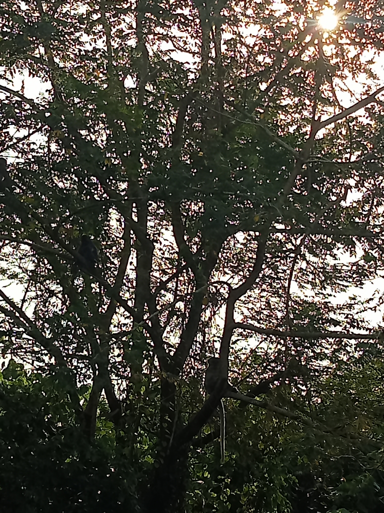 The image shows a dense canopy of a tree with the sun shining through its leaves, creating a dappled light effect. Several monkeys are perched on the branches of the tree. One monkey is visible on the left side of the image, while another is on the right. The trees are lush and green, suggesting a natural or park-like setting. The lighting indicates it is either sunrise or sunset. The image is a photograph taken in Teluk Kenidai, Indonesia.
