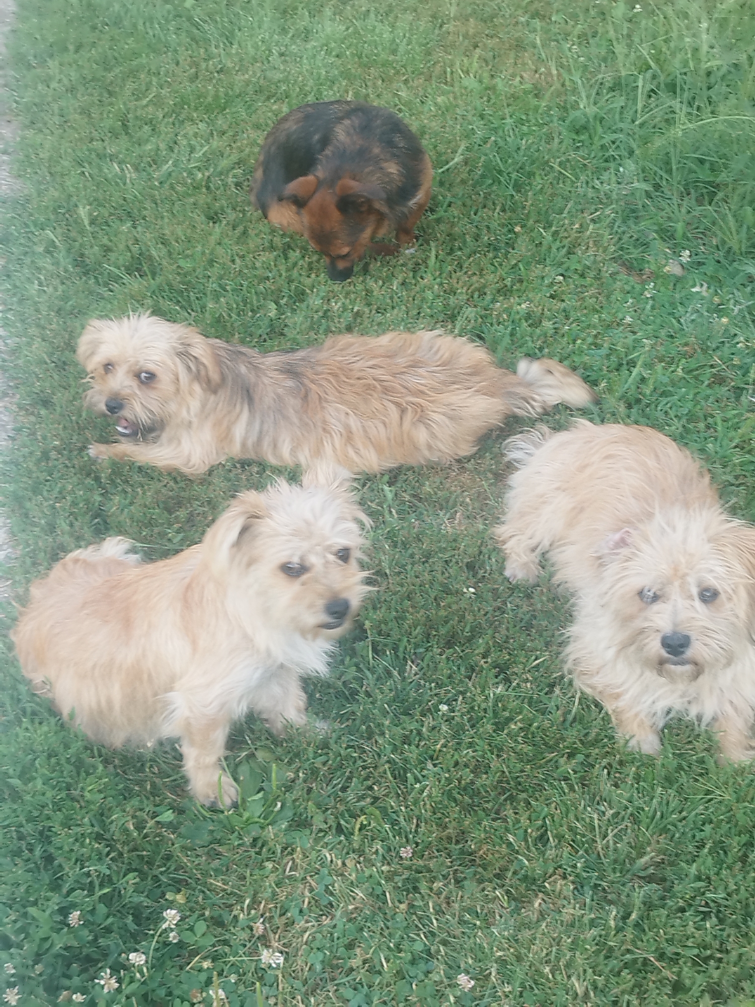 Four dogs are lying on a grassy area. In the background, a dark-colored dog with brown markings is curled up. In the foreground, three light-brown, shaggy-haired dogs are lying down. One dog is on the left side of the frame, facing towards the camera with its mouth open. Another dog is in the center of the frame, facing left, with its head slightly turned. The third dog is on the right side of the frame, facing forward. The grass is green with some patches of clover and small white flowers. The image appears to be taken outdoors on a sunny day. The location is not specified in the image or the provided crops.