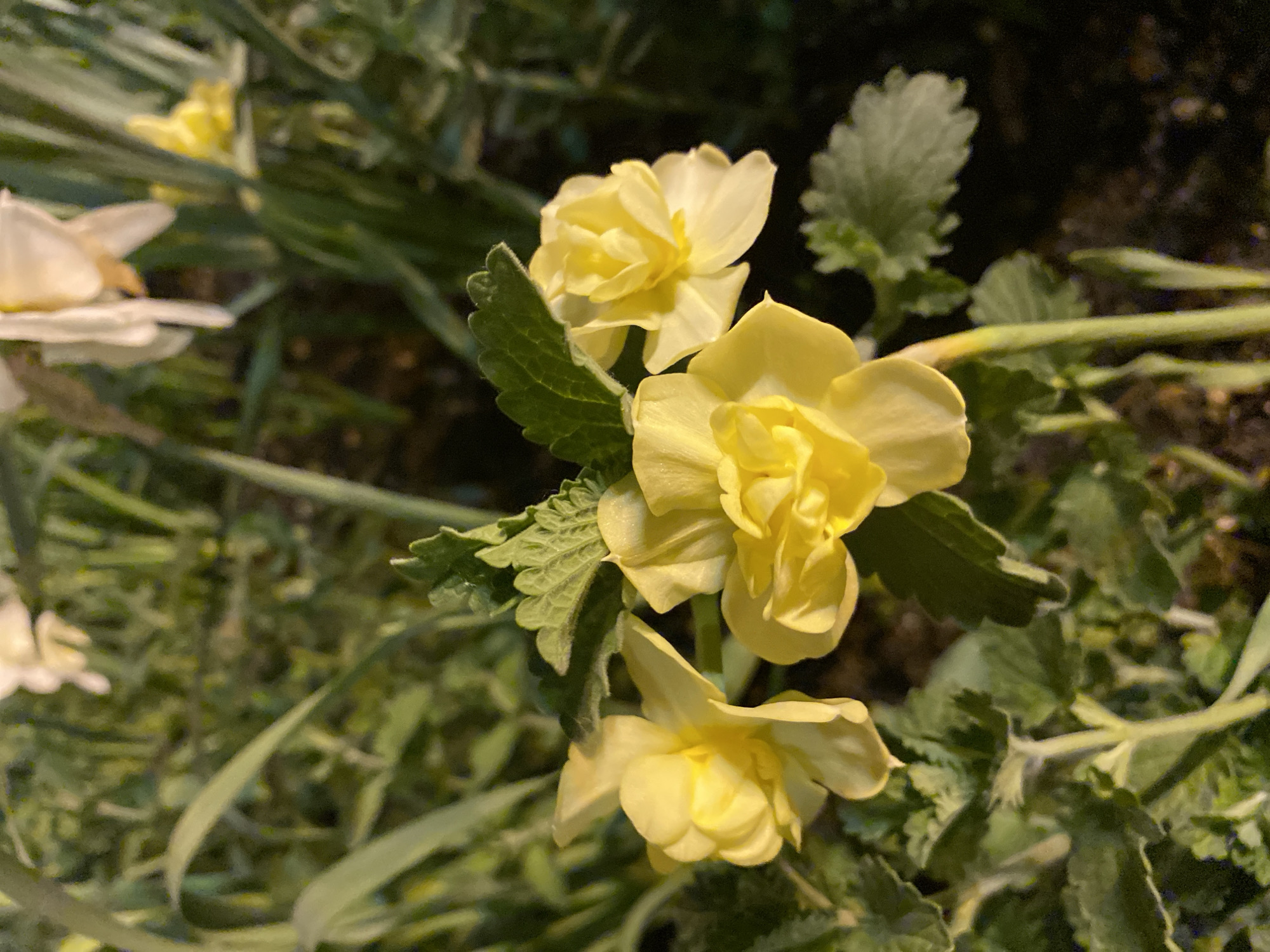 The image features a close-up view of several yellow flowers in bloom. The flowers have a ruffled, multi-petaled structure, and they are surrounded by green leaves. The background is a mix of green foliage and darker, indistinct areas. The overall scene suggests an outdoor setting, possibly a garden or park. There is no information that this image was taken in Moscow, Russia.
