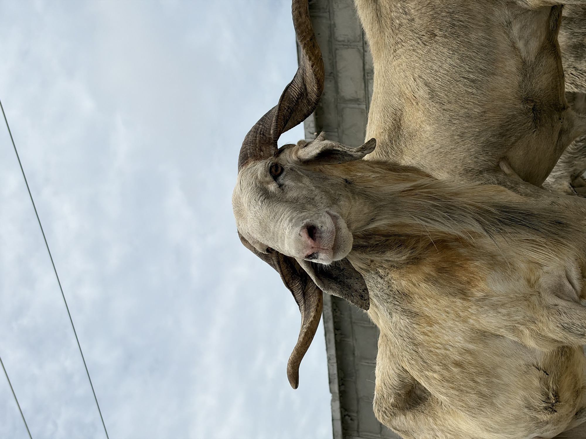 A low-angle shot of a light-colored goat with large, curved horns, possibly a Nubian Ibex, positioned against a cloudy sky. The goat's head and upper body are visible, and a brick wall is partially visible behind the animal. Electrical wires are seen in the background sky. The location is presumed to be in Igboefon, Nigeria.
