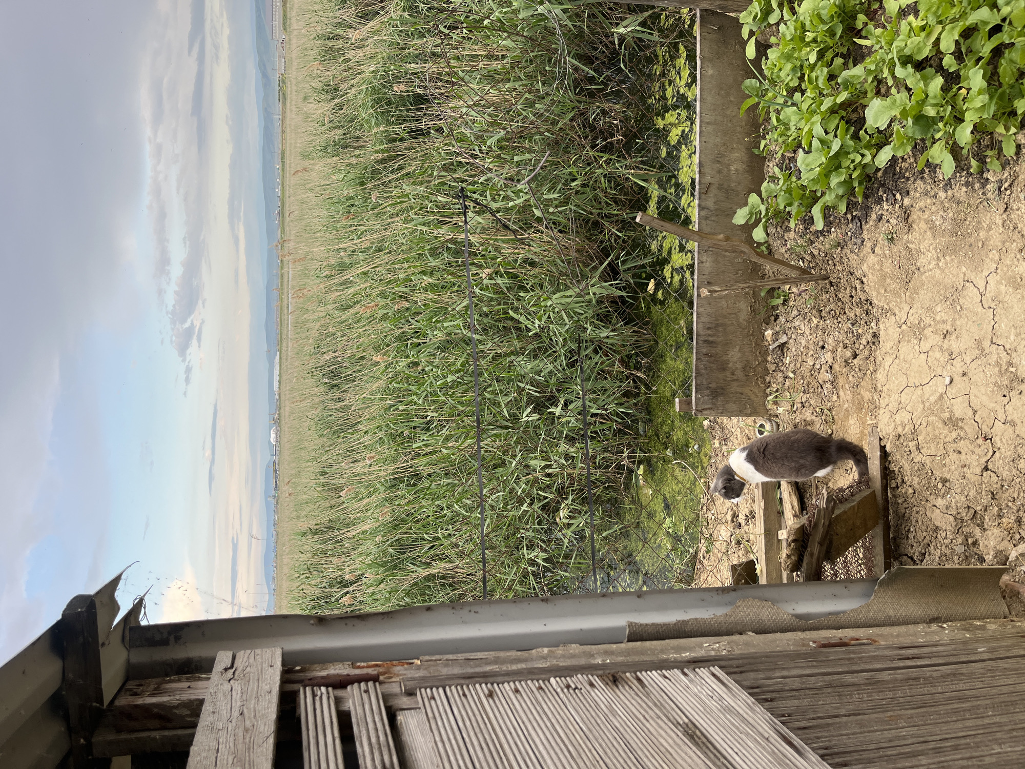 The scene is an exterior shot, apparently taken from a dilapidated structure. The foreground is dominated by weathered wooden planks and a damaged corrugated roof edge. Beyond this, the middle ground features a narrow concrete channel or trough filled with water and algae. Adjacent to the trough is a patch of green leafy plants growing in the soil. Further back is a dense field of tall grass or reeds, bordered by a wire fence. In the distance is a faint horizon line where land meets sky. The sky is overcast with patches of blue visible. A gray and white cat is standing on a wooden structure near the concrete channel, facing away from the camera. The location is Kaspiysk, Russia.
