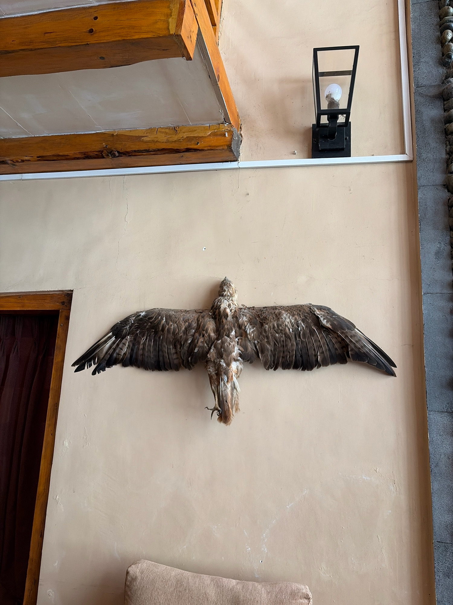 The image shows a mounted eagle specimen displayed on a light brown wall. The eagle is centrally located, with its wings spread wide. The wall has some imperfections, including visible cracks and indentations. To the left of the eagle, a portion of a dark red curtain is visible through a wooden frame. Above the eagle, a wooden structure with beams is visible, and to the right, a black modern wall lamp with a lightbulb is mounted. The floor below the eagle is not fully visible but suggests a couch or seating area. The overall scene appears to be indoors, possibly in a lodge or guesthouse in Pisang, Nepal, given the context.