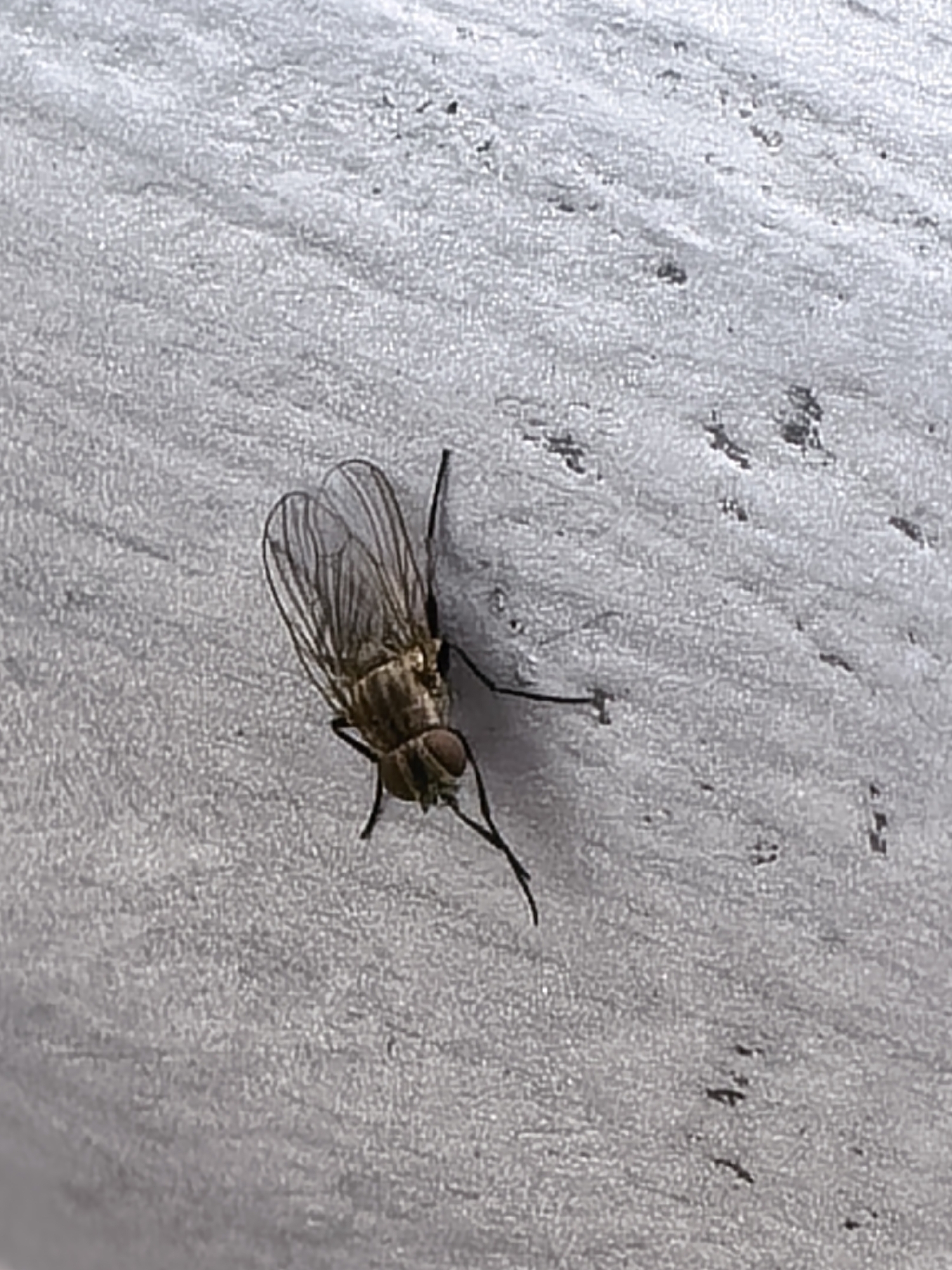 A fly is resting on a gray, textured surface. The fly is facing the viewer, and its wings are visible. The surface appears to be outside. There is evidence of debris or staining on the surface.