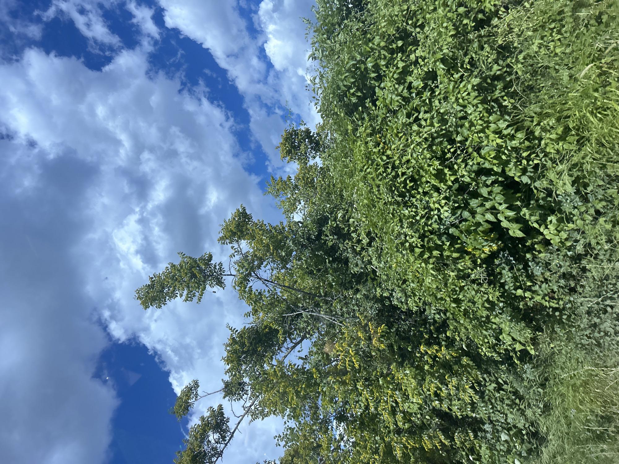 The image depicts a lush, green landscape under a sky filled with fluffy white clouds against a vibrant blue backdrop. The foreground is dominated by dense foliage, with various types of trees and bushes forming a thick, overgrown barrier. Some of the trees have lighter green leaves, suggesting they might be deciduous, while others are a darker, richer green. In the distance, the foliage continues to stretch, creating a sense of depth. The sky is a striking blue, punctuated by scattered white clouds, some of which are illuminated by sunlight, giving them a bright, airy appearance. The overall impression is one of a wild, untamed natural environment. The location is identified as Konstantinovo, Bulgaria, implying this scene is a representation of the natural beauty of this region.