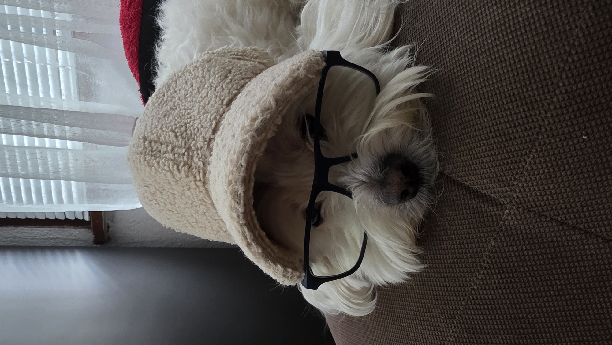 A fluffy white dog is lying on a brown textured surface, possibly a couch or blanket. The dog is wearing a light beige, fleece-like hat and black framed glasses are perched on its nose. A window with white blinds is visible in the background to the left of the dog. Part of a red and black object is seen behind the hat. The image is indoors. There is no verifiable information to place the location in Blagoevgrad, Bulgaria.