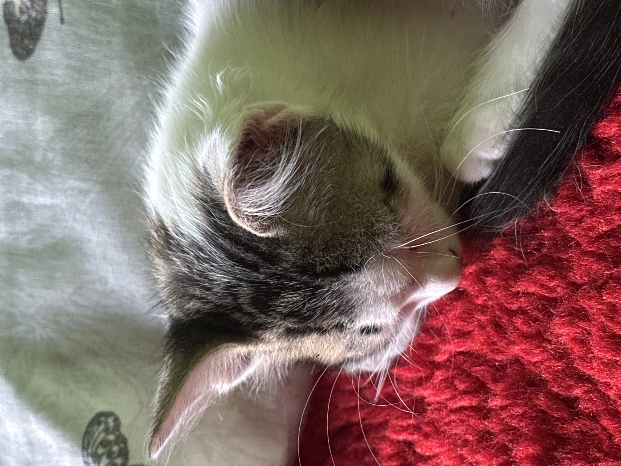 A close-up, low-angle shot shows a kitten sleeping on a red textured surface. The kitten has white, grey, and black fur, with its head resting on its paws. Its eyes are closed, and its ears are slightly perked. The background is out of focus, showing a light-colored fabric with a subtle pattern. The image appears to have been taken indoors, possibly in a residential setting. The image is not specific to Brestovets, Bulgaria.