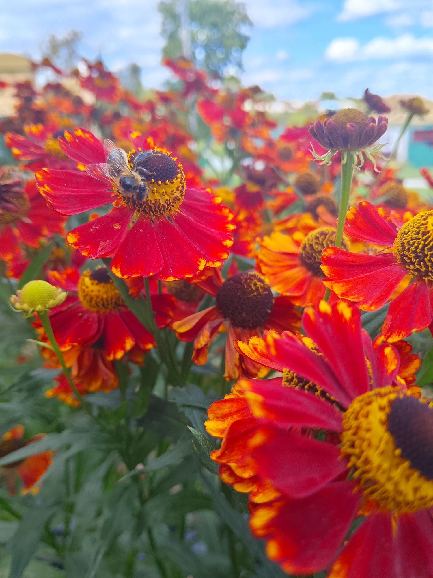 A close-up shot captures a bee pollinating a red and yellow flower with a dark center. The background is a blur of more flowers and a sky with clouds, suggesting an outdoor setting. The image has a shallow depth of field, focusing on the bee and the flower.
