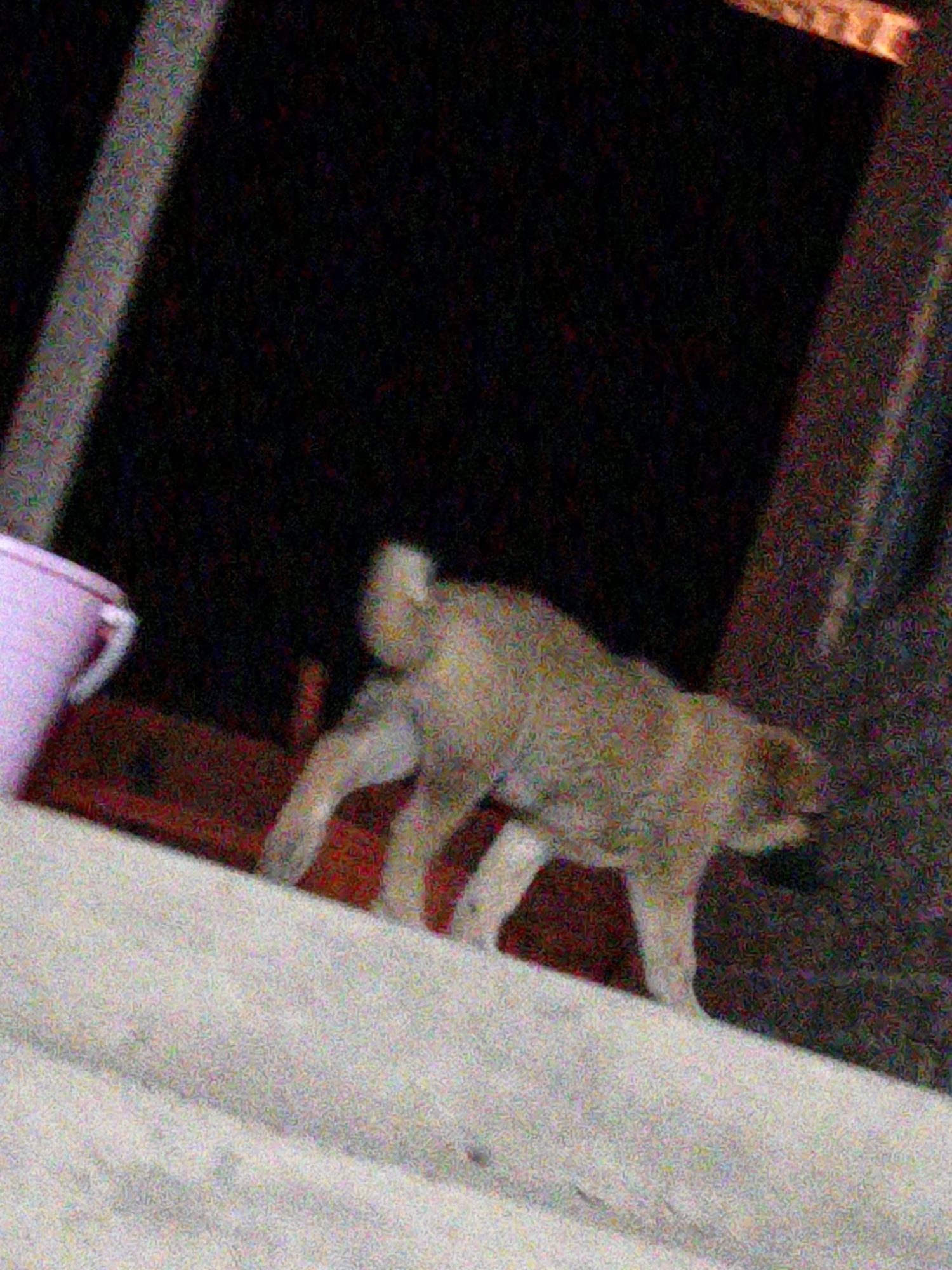 The image shows a dog standing on its hind legs. The dog appears to be a light brown color. The background is dark and out of focus, but appears to be indoors or in a sheltered area. A pink bucket is visible in the left side of the image. The image is grainy and low resolution, making it difficult to discern further details. The location is Unknown, Unknown.