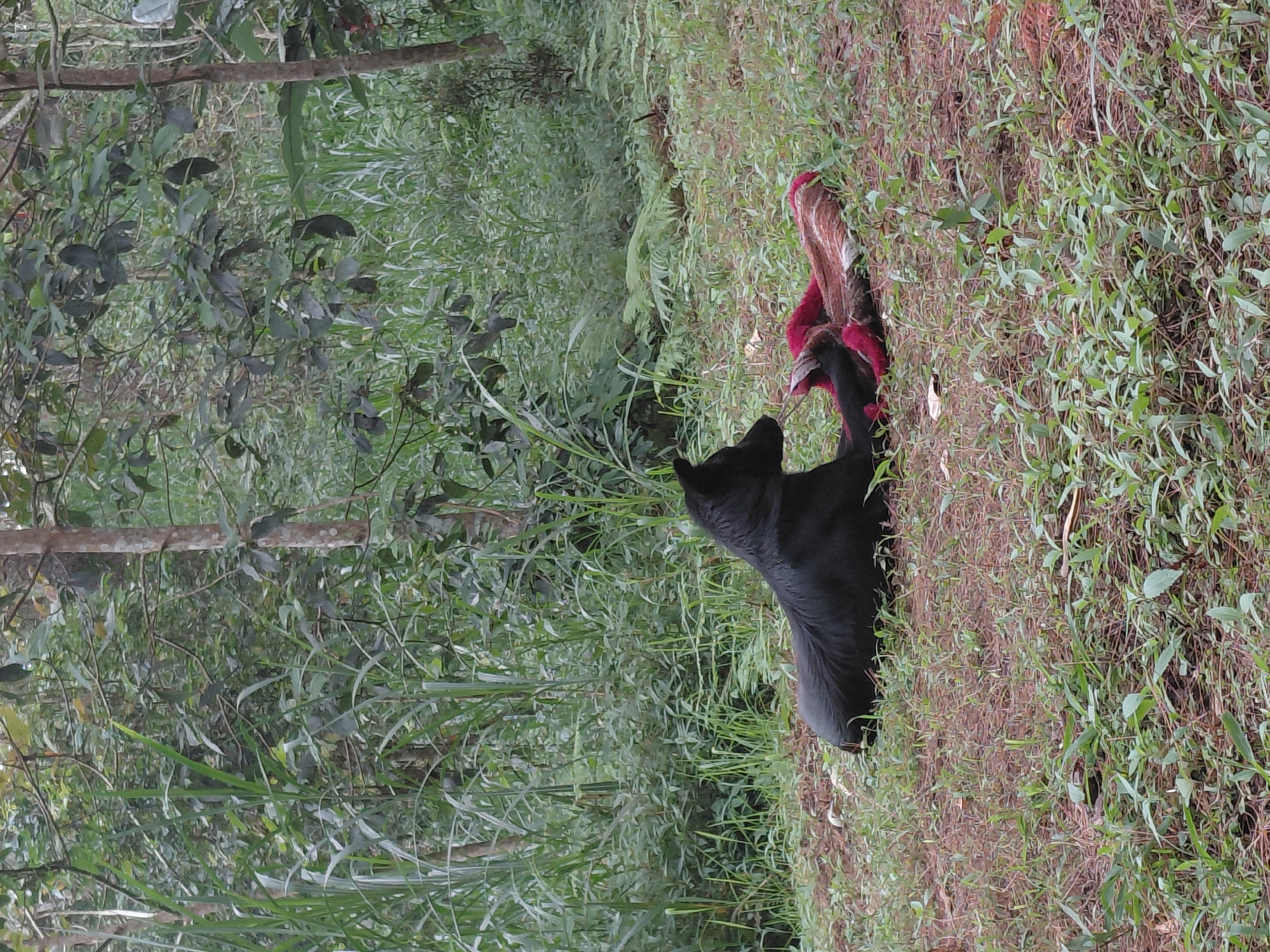 A black dog lies on its side in a grassy area in the city of Kintamani, Indonesia, next to a deceased animal, possibly a deer, covered with a reddish blanket or cloth. The dog is facing left and appears to be resting or guarding the carcass. The background is filled with lush green foliage and trees, indicating a natural, possibly rural, environment. The ground is covered with dry grass, fallen leaves, and some small green plants. The lighting suggests it is daytime, possibly overcast or early morning/late afternoon.