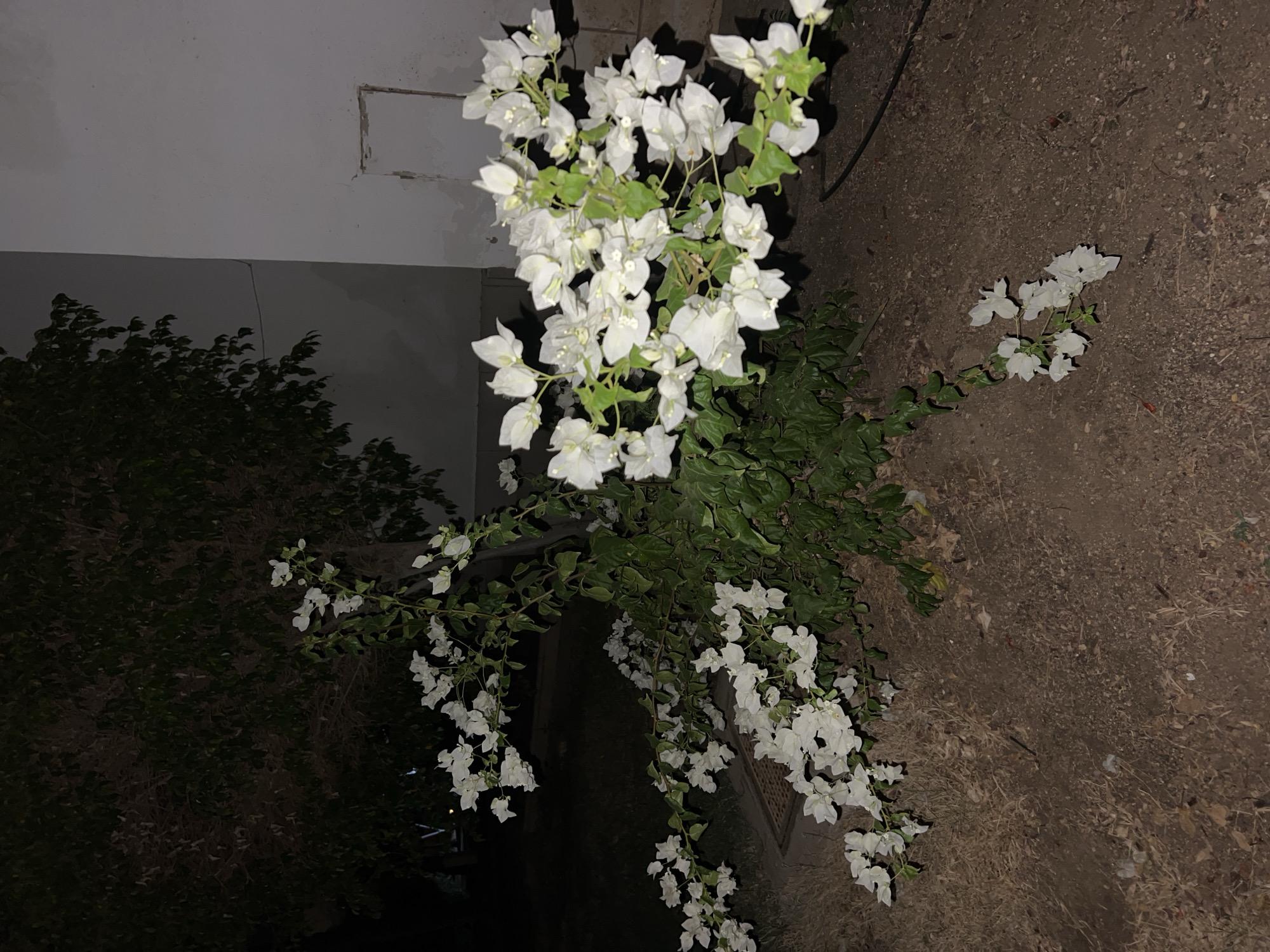 In Sharm El Sheikh, Egypt, a bougainvillea plant with white bracts and small green leaves is positioned in front of a light-colored building at night. The plant is growing out of the ground, which is covered with dry soil, scattered leaves, and twigs. To the left of the plant, a dark-colored tree with dense foliage is visible. The scene appears to be an outdoor setting, possibly a garden or a courtyard. There are no people present.