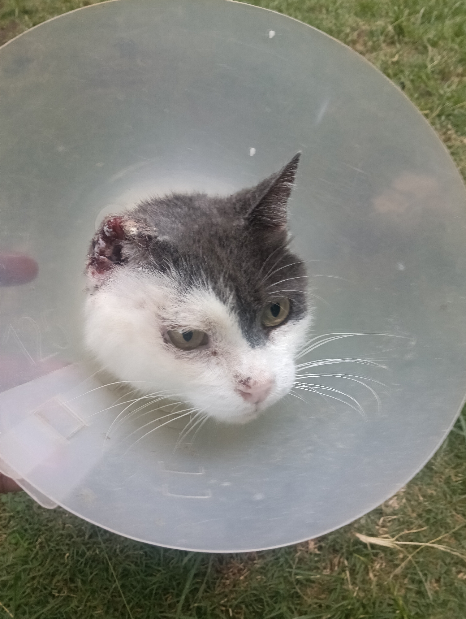The image captures a gray and white domestic cat wearing a translucent plastic Elizabethan collar, often referred to as a "cone of shame." The cat's head is framed by the cone, with its face looking directly forward. It has distinct greenish-yellow eyes, a pink nose, and long white whiskers fanning out.
A significant injury is visible on the cat's left ear and the adjacent side of its head. The area appears red, raw, and scabby, indicative of a recent wound or an active healing process. The cat's overall demeanor seems subdued, which is common for animals recovering from injury or wearing an e-collar.
The setting is outdoors, with green grass visible in the background and around the lower perimeter of the cone, suggesting the cat is positioned on a lawn or grassy area. The lighting appears to be natural daylight, possibly diffused or in a shaded spot, as there are no harsh shadows. On the left side of the plastic cone, faint, embossed numbers and markings are visible, with "125" being partially discernible.
The scene depicts a cat undergoing recovery, likely from trauma or a medical procedure. Given the provided context, this event is taking place in Nairobi, Kenya. The image focuses closely on the cat's face and its protective gear, highlighting its injured state.