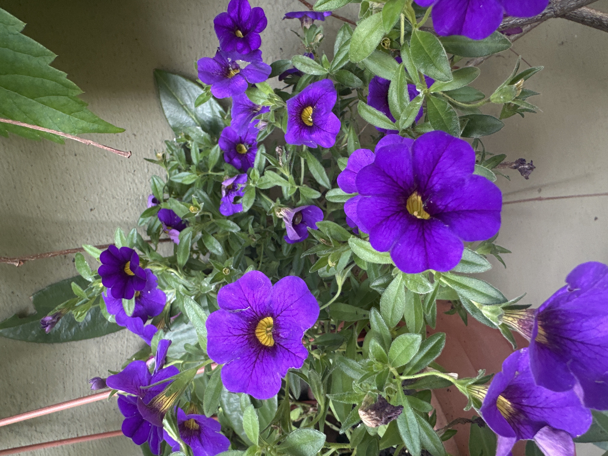 A medium shot captures a vibrant display of purple petunia flowers in a pot against a textured, light-colored wall. The flowers, varying in their stage of bloom, exhibit deep purple petals with yellow centers. Some flowers are fully open, showcasing their intricate veins, while others are partially closed or are developing buds. Lush green leaves surround the blossoms, creating a dense foliage. A thin, reddish-brown stake or support is visible to the left, and a larger green leaf hangs from a vine above and to the right. The setting appears to be an outdoor environment, possibly a balcony or patio, suggesting a natural or cultivated garden within a residential or urban area. There is no visible indication of the specific location within the city of Łódź, Poland.