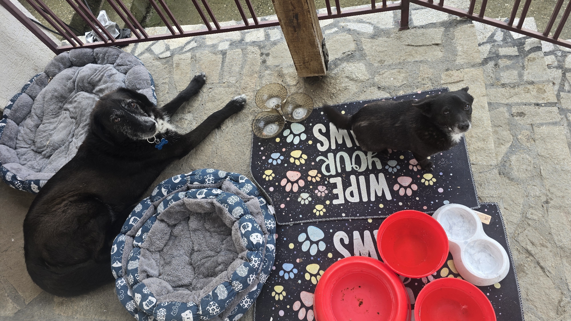 This image captures an outdoor scene on a stone patio in Rudnik, Bulgaria, featuring two black dogs. A larger, older black dog with grey fur around its muzzle and a blue bone-shaped collar tag is lying on a grey plush dog bed on the left. Its front legs are extended. Beside it, a smaller black dog, possibly a puppy, with white markings on its chest and muzzle, sits on a black mat covered in colorful paw prints.
The mat displays the inverted text "WIPE YOUR PAWS," with other partial text "SM" also visible. Several empty dog bowls are present: three small, clear glass-like bowls are placed near the center, and three red plastic bowls, along with a white double-compartment bowl, are arranged on the mat near the smaller dog. Another blue and white patterned dog bed is positioned in the foreground near the larger dog. The ground is paved with irregular stone tiles. A dark metal railing runs across the upper part of the frame, and a wooden beam extends diagonally from the top center. The scene is illuminated by natural daylight, suggesting a daytime setting, possibly under diffused light as there are no harsh shadows. The larger dog appears to be resting calmly, while the smaller dog looks attentively towards the viewer.