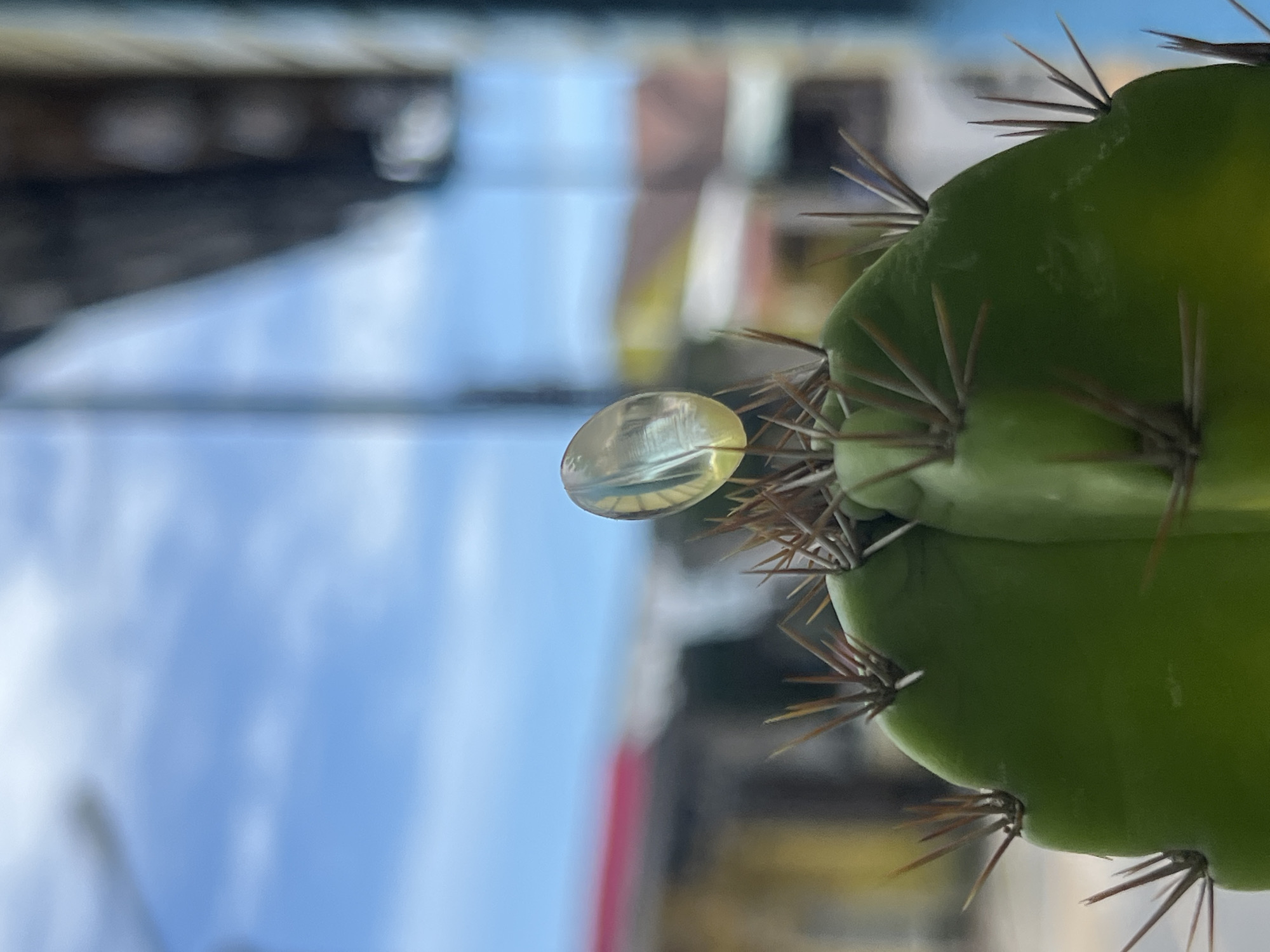 A close-up, low-angle shot focuses on the top of a vibrant green cactus with prominent sharp spines. Perched precariously on one of the spines is a clear, oval-shaped object that appears to be a pill capsule, reflecting the bright sky and blurred background. The background depicts a sun-drenched scene with a bright blue sky dotted with wispy white clouds. In the middle ground, out-of-focus buildings with colorful facades, including red and yellow, are visible, suggesting an urban or semi-urban environment. A dark, blurred structure, possibly a roof or window frame, is visible in the upper right quadrant of the image. The scene appears to be outdoors, possibly in Choeng Thale, Thailand, given the lighting and architectural style suggested by the background elements.