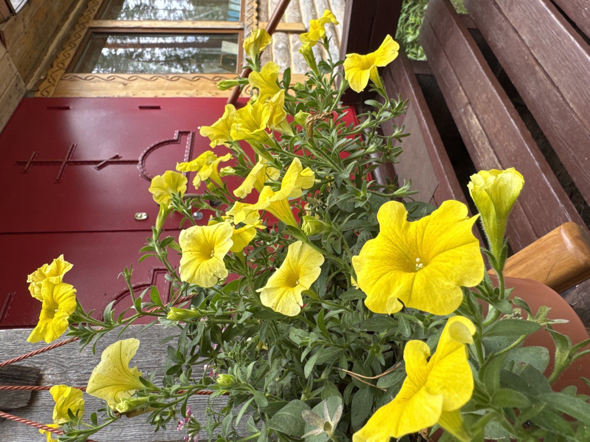 In Ненимяки, Russia, a close-up shot captures a vibrant display of yellow petunias cascading from a planter. The flowers are lush and abundant, with some blooms fully open and others in bud. Their cheerful yellow petals contrast sharply with the deep red double doors of a wooden building in the background. The doors feature an ornate, raised cross design, characteristic of Orthodox churches. To the right of the doors, a window with a wooden frame reveals a glimpse of the surrounding forest. The foreground shows a section of dark brown wooden steps, leading up to the building. The overall scene evokes a sense of rustic charm and natural beauty.