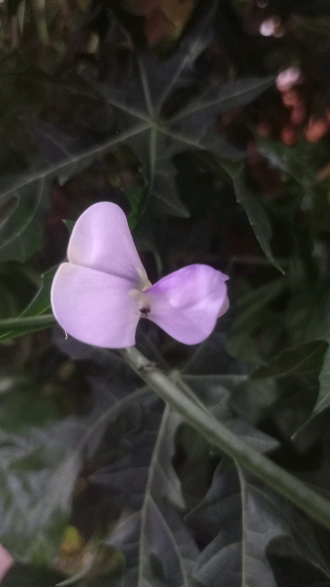 A single, light purple flower with two prominent petals is in focus against a blurred background of dark green foliage. The flower is positioned in the center-left of the frame, with its stem extending downwards and to the right. A small, dark insect is visible on the lower petal of the flower. The surrounding leaves are large and lobed, suggesting a tropical or subtropical plant. The lighting is dim, creating a moody atmosphere. The scene appears to be in a garden or natural setting, possibly in Mulyoagung, Indonesia, given the context.