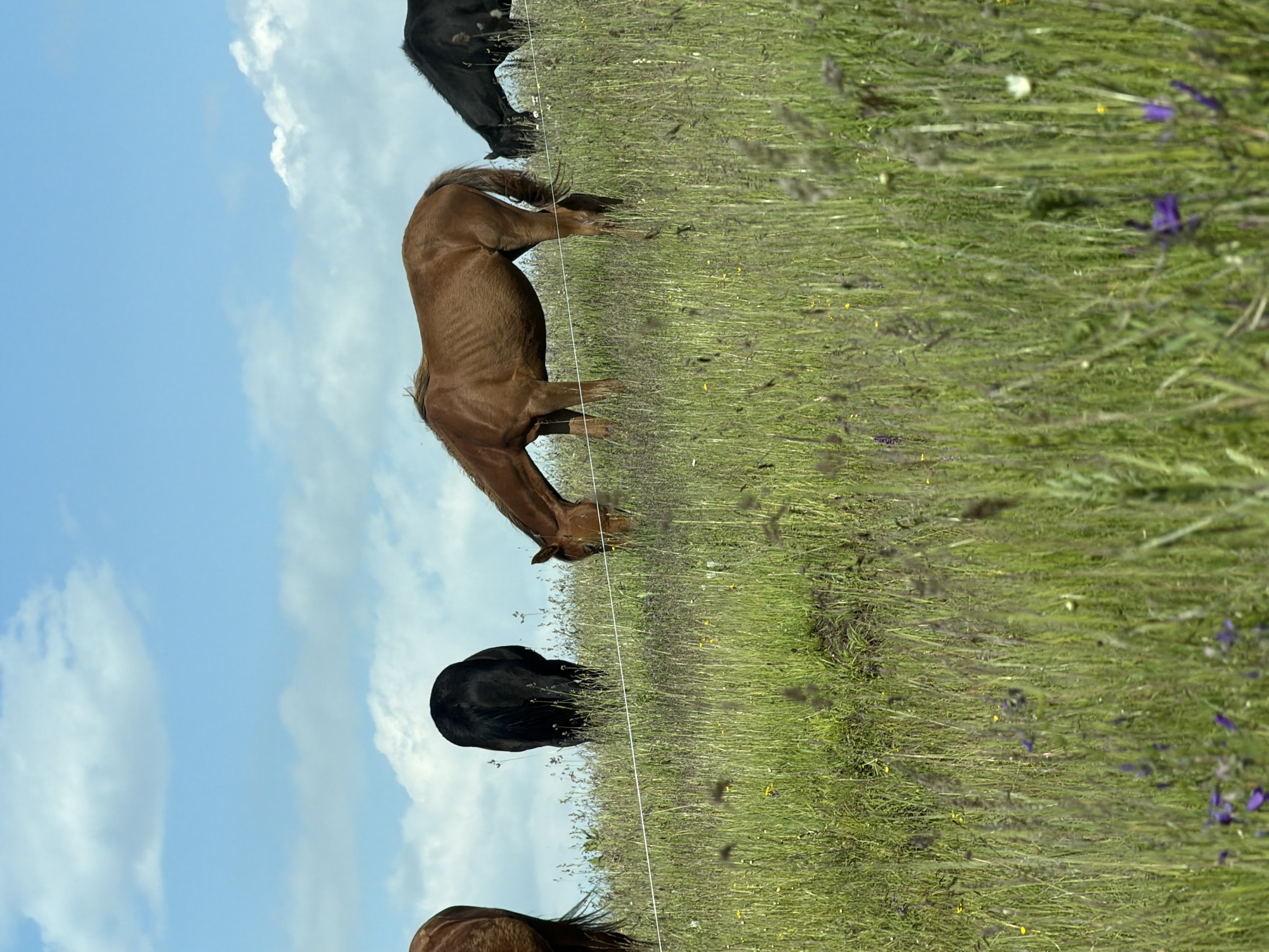 This vertical, eye-level shot depicts a field with a slight incline, populated by four horses grazing on lush green grass under a bright blue sky dotted with white clouds. The horses, two brown and two black, are positioned at varying distances from the camera, with the closest brown horse on the right actively grazing, followed by a black horse further back also grazing, a brown horse in the center with its head down, and a black horse on the far left with its rear facing the camera. A thin white wire runs horizontally across the middle ground, likely a fence, dividing the scene. The foreground is a dense carpet of green grass interspersed with wildflowers, predominantly purple and yellow, with some taller grasses and seed heads swaying gently. The overall impression is one of a serene, pastoral landscape, with no discernible urban elements or specific landmarks that would indicate its presence in Kislovodsk, Russia.