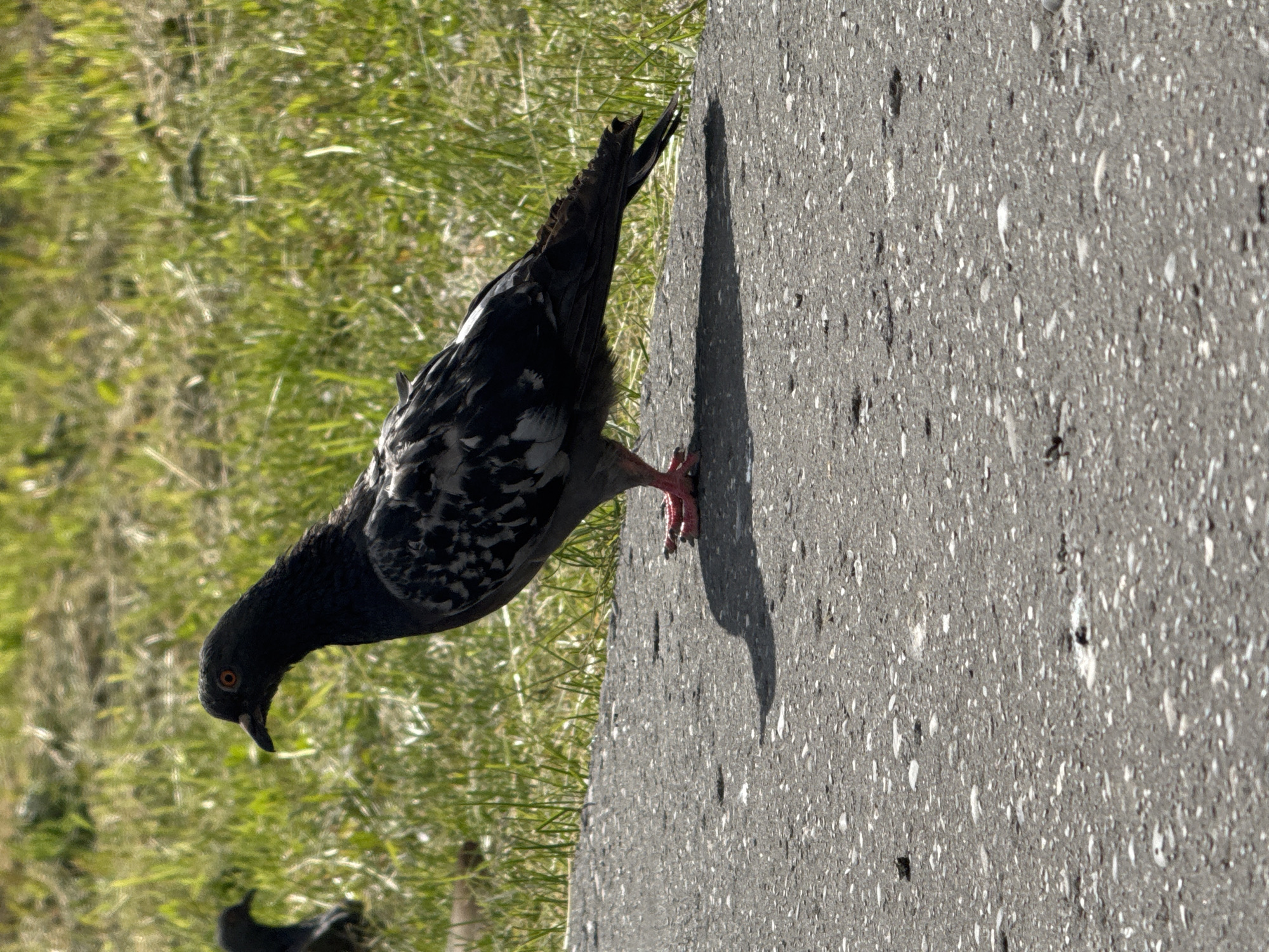 A pigeon stands on asphalt with a grassy area in the background. The pigeon is dark gray with white speckles on its wings and chest. It has bright orange eyes and red feet. The asphalt is dark gray with small white and gray pebbles embedded in it. The grass is bright green and appears to be short and well-maintained. The image is taken from a slightly low angle, looking up at the pigeon. The lighting suggests it is daytime, likely sunny, as there is a distinct shadow cast by the pigeon on the asphalt. The location is Usinsk, Russia.