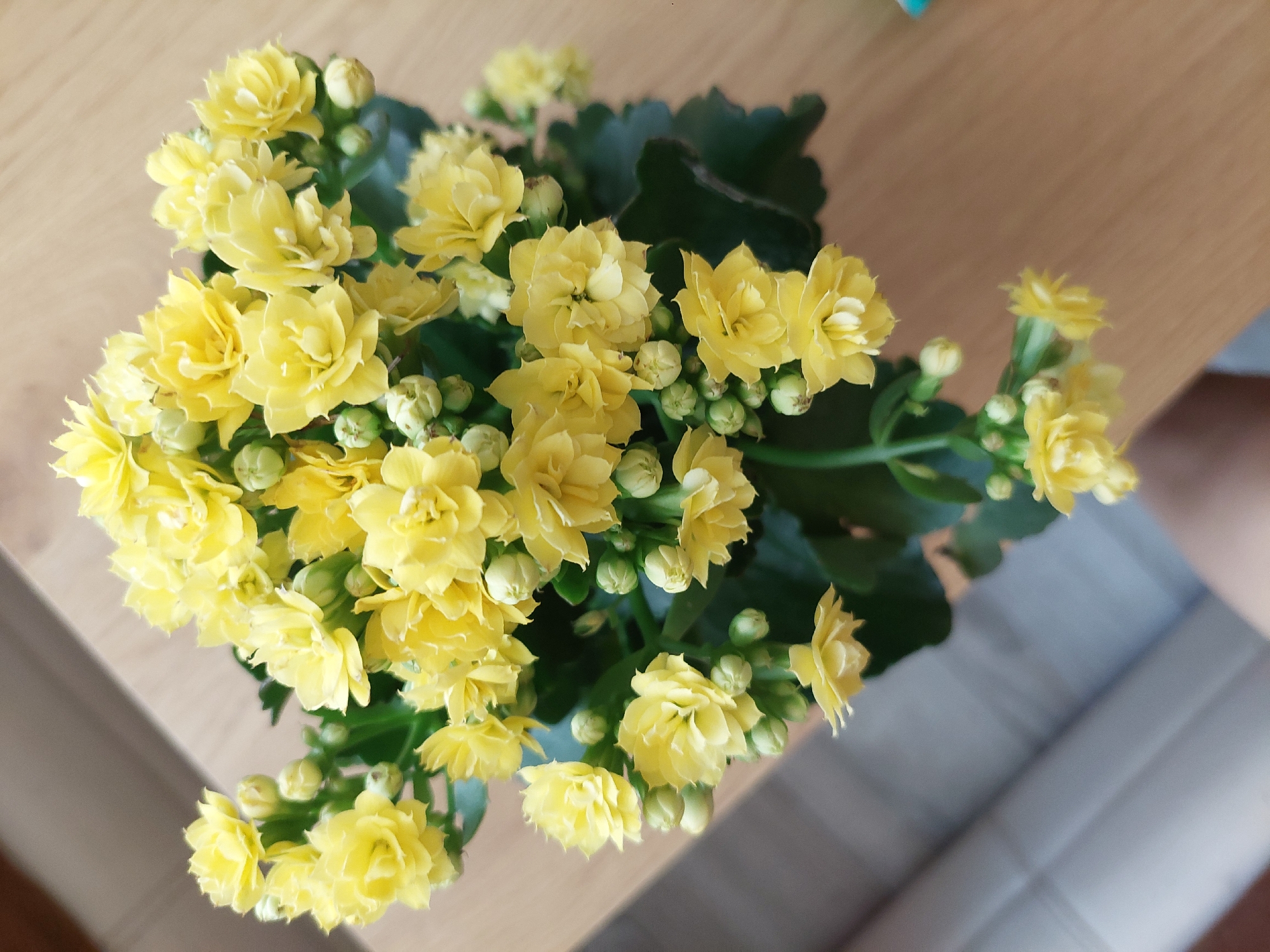 A top-down, close-up shot focuses on a potted plant with bright yellow, multi-petaled flowers and green leaves. The plant sits on a wooden surface, possibly a table, which has a light brown, grainy texture and a visible diagonal grain pattern. In the background, out of focus, is a light-colored, ribbed surface, possibly upholstery or a ceiling. The lighting is soft and diffused, creating minimal shadows. There are no people visible in the frame. The scene is set indoors. This image does not contain information that can be used to determine its location in the city of Plovdiv, Bulgaria.