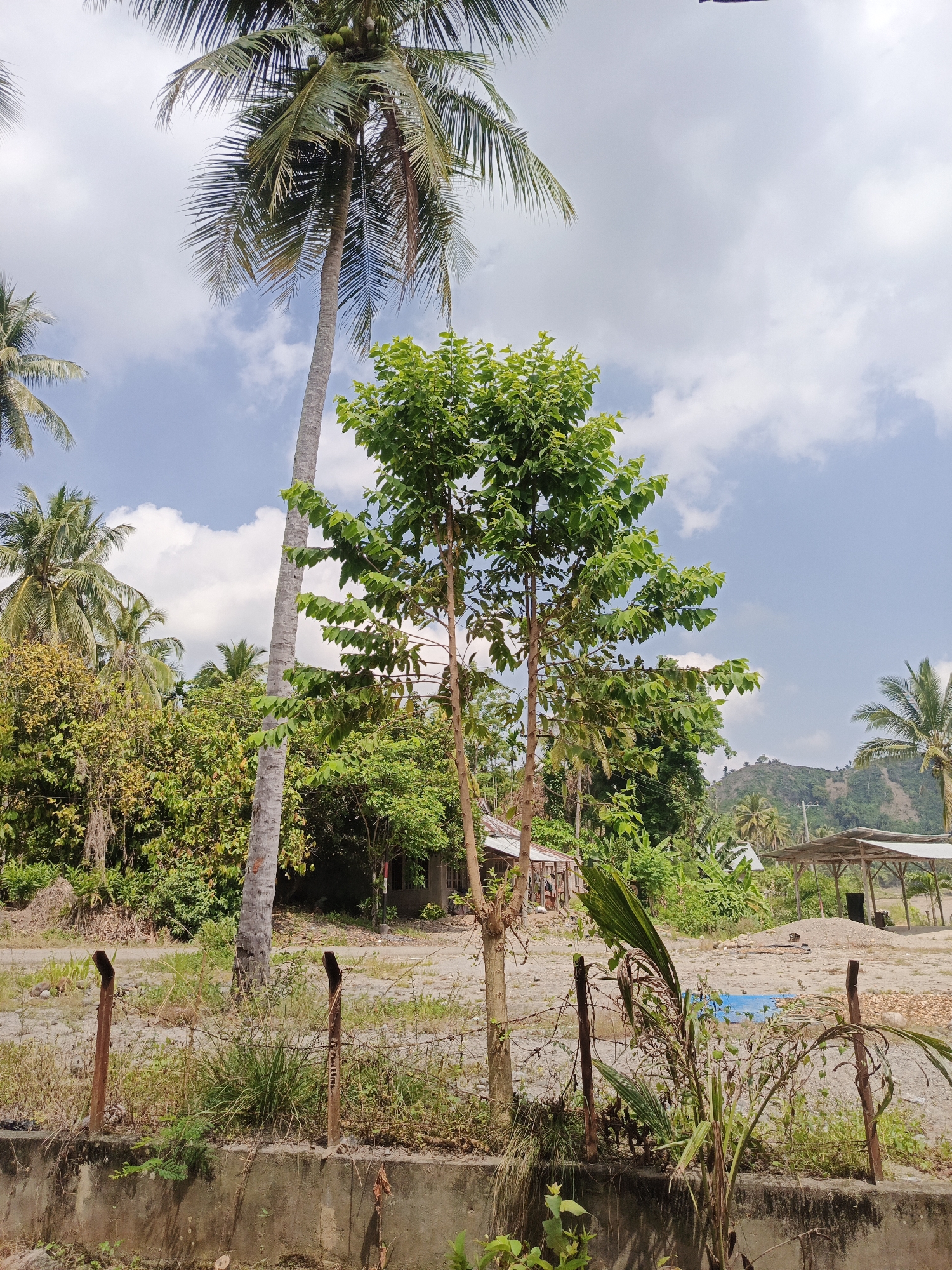 This vertical shot captures a rural or semi-rural landscape under a bright, partly cloudy sky in Simpangjaya, Indonesia. The scene is dominated by lush tropical vegetation and shows signs of human activity and development.
In the immediate foreground, a weathered concrete barrier forms the base of a rudimentary fence made of rusty metal posts and barbed wire. Sparse dry grass and small green plants grow around the fence line. Behind this barrier, a dirt ground stretches back, showing tire tracks or paths. To the right, a bright blue tarp is visible on the ground, next to a pile of dark earth or sand. Further back on the right, an open-sided shelter with a light-colored roof, supported by wooden posts, stands in an open area.
A prominent feature is a tall, slender coconut palm tree rising from the mid-ground on the left, its fronds and green coconuts visible against the sky. To its right, a medium-sized deciduous tree with vibrant green leaves stands centrally, its twin trunks reaching upwards. Behind the fence on the left, obscured by greenery, are hints of small, simple structures or shacks.
The background is rich with dense green foliage, comprising numerous palm trees and other tropical plants. In the far distance on the right, a large, verdant hill or mountain rises under the blue sky, with some cleared or sparsely vegetated patches visible on its slopes. The time of day appears to be mid-day, with strong, clear sunlight illuminating the scene. The weather is bright and clear, with scattered cumulus clouds. No people are visible, and no discernible text is present in the image. The overall impression is one of a rustic, tropical environment, possibly an area undergoing some form of agricultural or small-scale industrial activity.