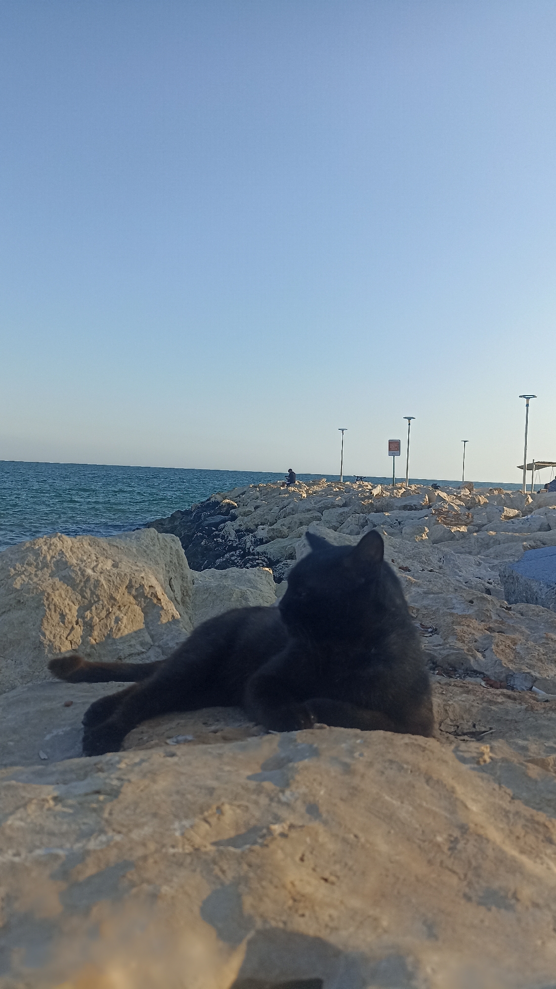 A black cat is lying on a rocky embankment overlooking the sea. The sky is clear and blue. In the distance, a person is sitting on the embankment. There are also several lampposts visible along the embankment. The scene appears to be in Yenişehir, Turkey, given the context. The cat is relaxed, with its eyes partially closed, and its body is stretched out. The rocks are varied in size and color, with some appearing to be covered in moss or lichen. The sea is calm, with gentle waves. The overall impression is one of tranquility and a peaceful coexistence between nature and the urban environment.