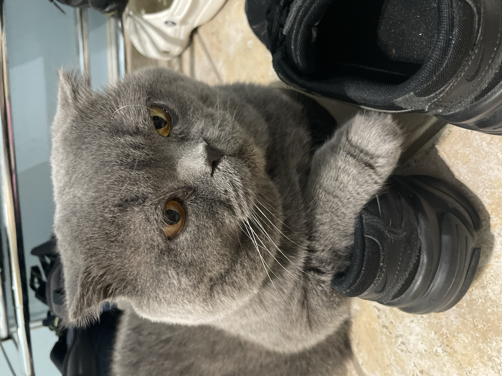 A grey Scottish Fold cat is lying next to a black sneaker on a tan-colored tile floor. The cat is looking towards the viewer, with its front paw resting on the sneaker. Other shoes, including a white sneaker, are partially visible in the background. The location appears to be indoors, possibly a home.