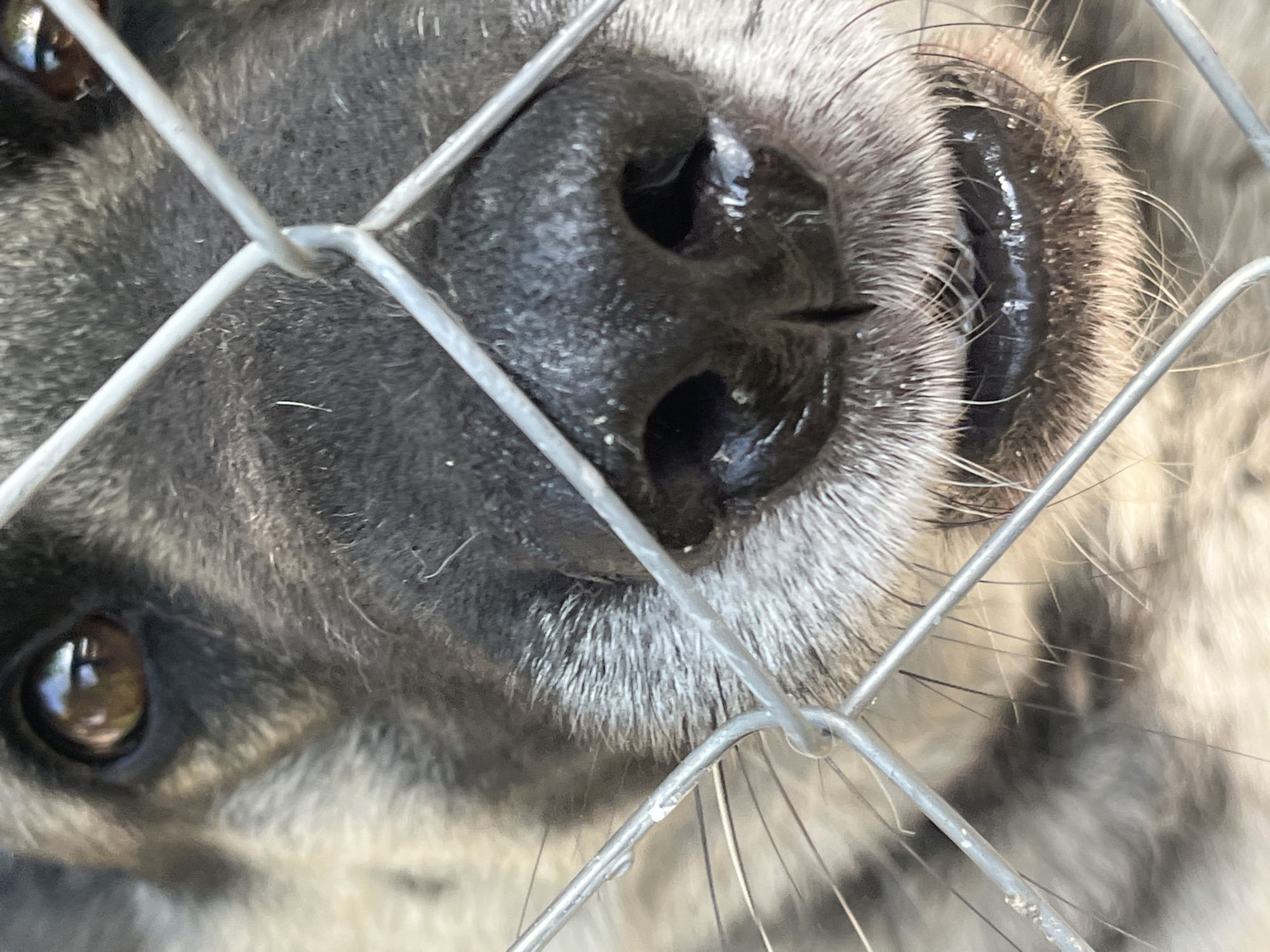 This media file is a close-up, eye-level, horizontal shot of a dog's snout and eye. The dog is a medium to large breed with grey and black fur. Its nose is black and wet, with visible nostrils and a split in the middle. The dog's lips are dark and appear slightly parted. There are whiskers and fine hairs around its nose and mouth, some of which are light-colored. The dog's eye is visible on the left side of the frame; it is brown with a reflective quality, showing a slight glare. The dog's fur is coarse and appears to be a mix of dark and lighter grey or white.
The dog is behind a wire mesh fence, which runs diagonally across the frame, obscuring parts of its face. The mesh is made of galvanized wire and appears to be a common type used for enclosures. The lighting suggests it is daytime, likely outdoors, with the sun casting some reflections. No specific time of day or weather conditions can be determined beyond daylight.
The scene appears to be an enclosure, possibly an animal shelter, zoo, or a private yard, given the presence of the fence. There are no people visible in the frame. The overall impression is one of a close encounter with the animal, focusing on its facial features. There is no visible text in the image. The context provided indicates the location is Lviv, Ukraine, but this information is not visually present in the image itself.