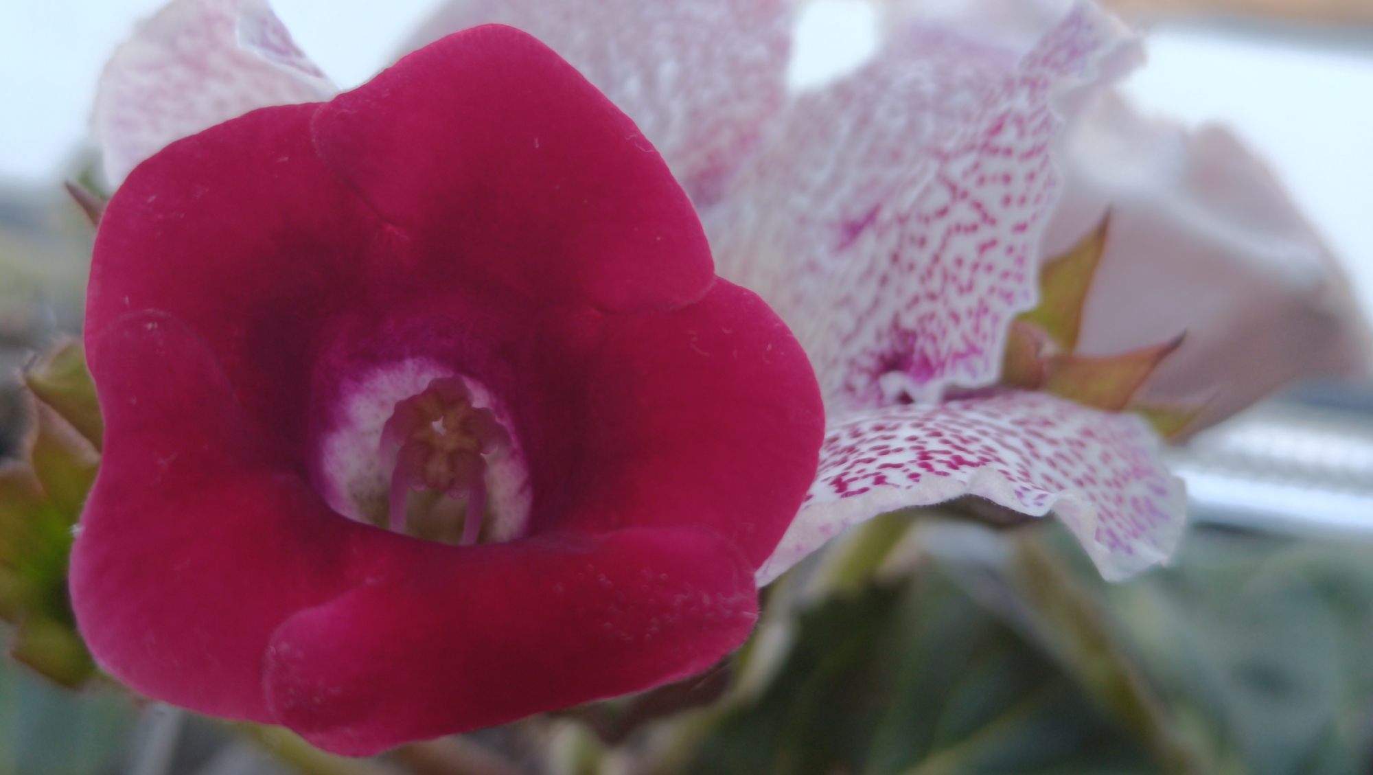 A close-up, shallow depth-of-field photograph shows two flowers. The flower in the foreground is a deep magenta, bell-shaped bloom with a white throat speckled with pink. The flower in the background is a lighter shade of pink with white speckles and ruffled edges. The background is blurred and out of focus, suggesting an indoor setting. No specific location in Karsha, Russia, can be identified.