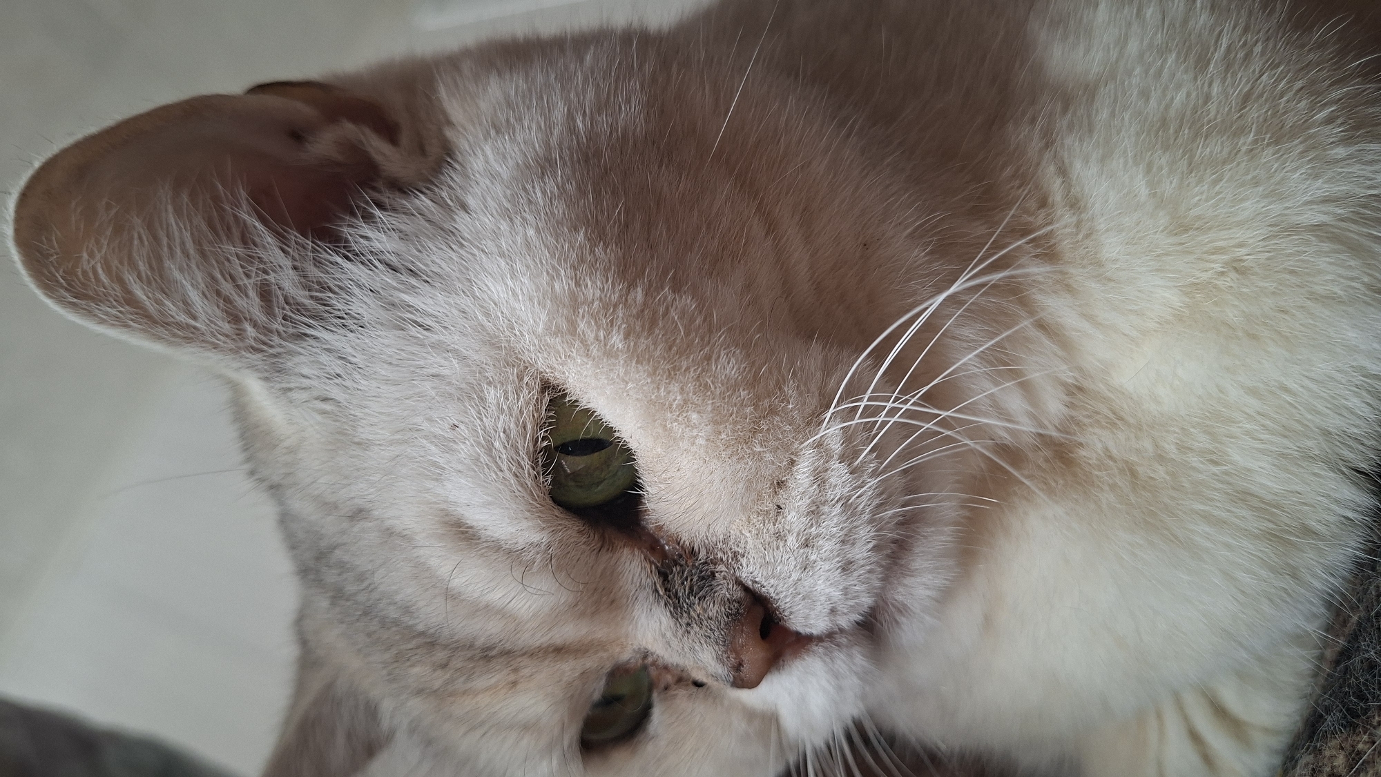 The image is a close-up shot of a light-colored cat. The cat is light tan and white. The cat has green eyes and white whiskers. Only the head of the cat is visible. The location cannot be confirmed to be Забалоцкі сельскі Савет, Belarus.