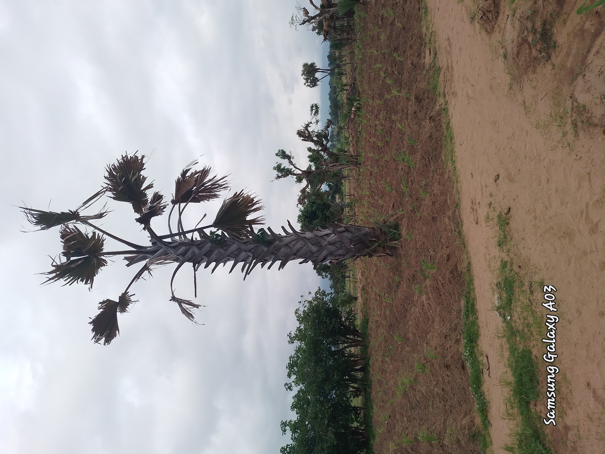 A full outdoor shot captures a landscape in Angwan Hausawa, Nigeria, dominated by a tall, somewhat dry palm tree in the foreground. The palm tree's trunk is thick and textured, with a crown of sparse, dried fronds. Behind the palm, rows of newly planted crops, likely rice seedlings, are visible on brown, tilled earth, indicative of an agricultural area. Further back, a line of dense green trees forms a natural border. The sky above is overcast with heavy, gray clouds, suggesting a cloudy or possibly rainy day. A dirt path runs through the lower right portion of the image. The scene is peaceful and rural.