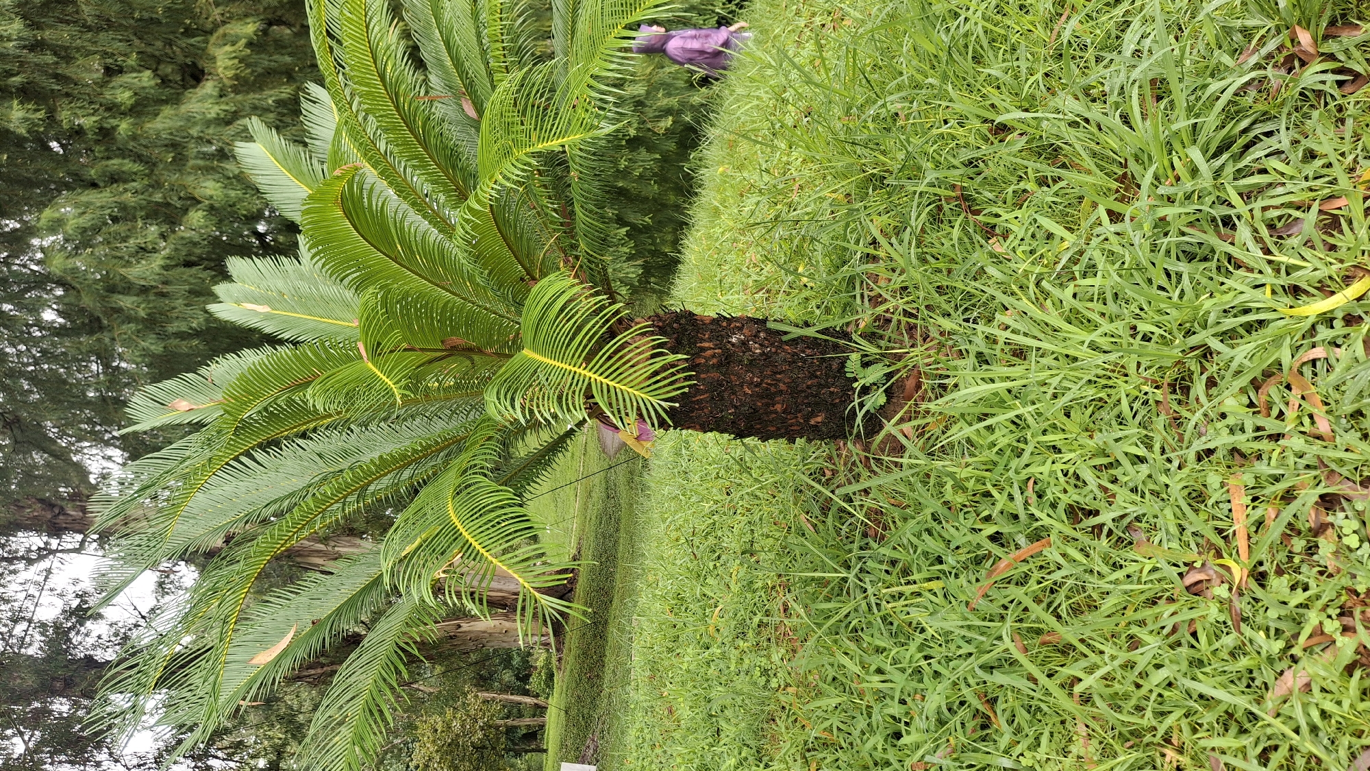 In Shekvetili, Georgia, a sago palm stands in a grassy area. The palm tree has a rough, dark brown trunk and vibrant green, feathery fronds with yellow accents. The ground is covered in lush green grass, with some fallen brown leaves scattered around. In the background, a person wearing a purple hooded jacket walks away from the camera. The environment appears to be a park or garden, with trees and a gently sloping lawn visible behind the palm tree. The lighting suggests it might be an overcast day.
