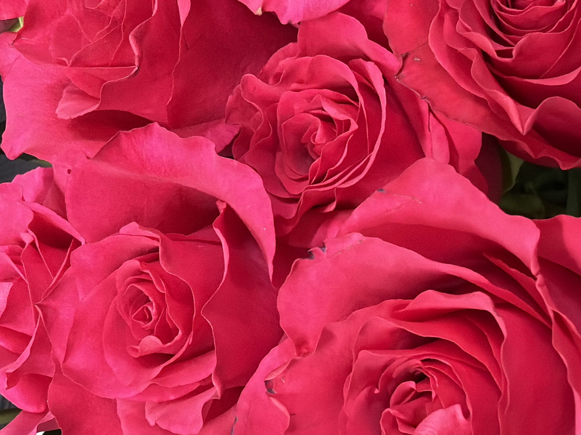 The media file presents a vibrant, close-up view of multiple red or fuchsia roses, filling the entire frame. The image focuses intensely on the delicate, velvety petals of the blooms, showcasing their intricate, layered structure and rich color. Several rose heads are visible, some partially cropped at the edges, creating a dense floral tapestry.
The dominant color is a deep, warm pink or fuchsia, with subtle variations in hue and saturation across the different petals due to natural lighting and shadows. The petals exhibit soft, undulating edges and a smooth texture. In the center of several roses, the characteristic spiraling arrangement of tightly curled petals is clearly visible, adding depth and focal points to the composition.
No specific activity or event is taking place; the image is a static still life of the flowers. There are no people or other objects present. The lighting appears soft and even, highlighting the contours of the petals without harsh glare or deep shadows. A very dark, almost black, background is subtly visible in some areas between the flowers, suggesting deep shadows or minimal visible foliage. There is no visible text in the image. The overall impression is one of natural beauty and lushness.