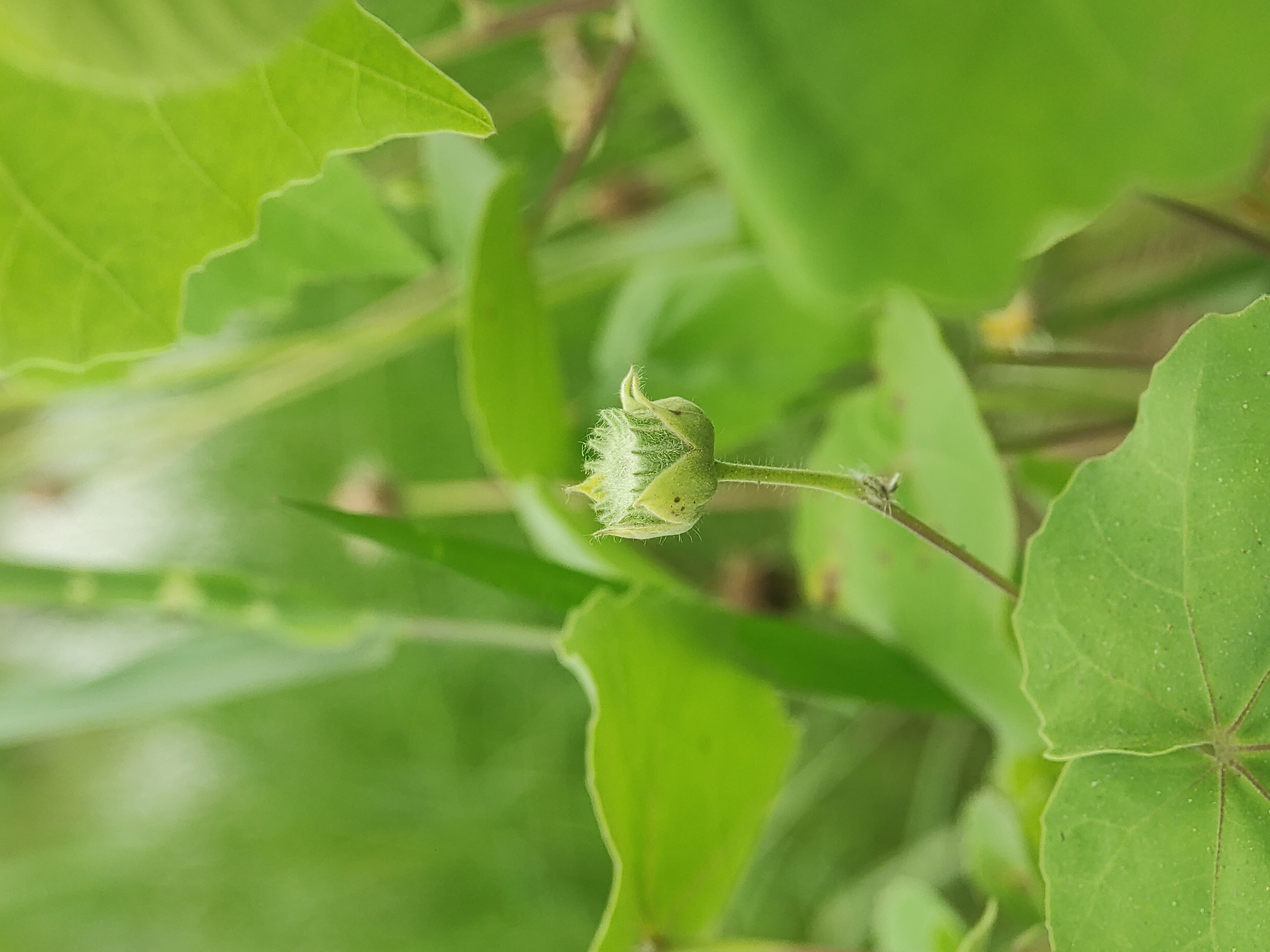 A close-up captures a green, unopened flower bud amidst a cluster of vibrant green leaves, likely in an outdoor setting within the city of Lhokseumawe, Indonesia. The bud is covered in a fine, white fuzz. The leaves have a slightly wavy edge and noticeable veins. The overall color palette is dominated by varying shades of green. The scene appears to be from a natural, uncultivated environment.