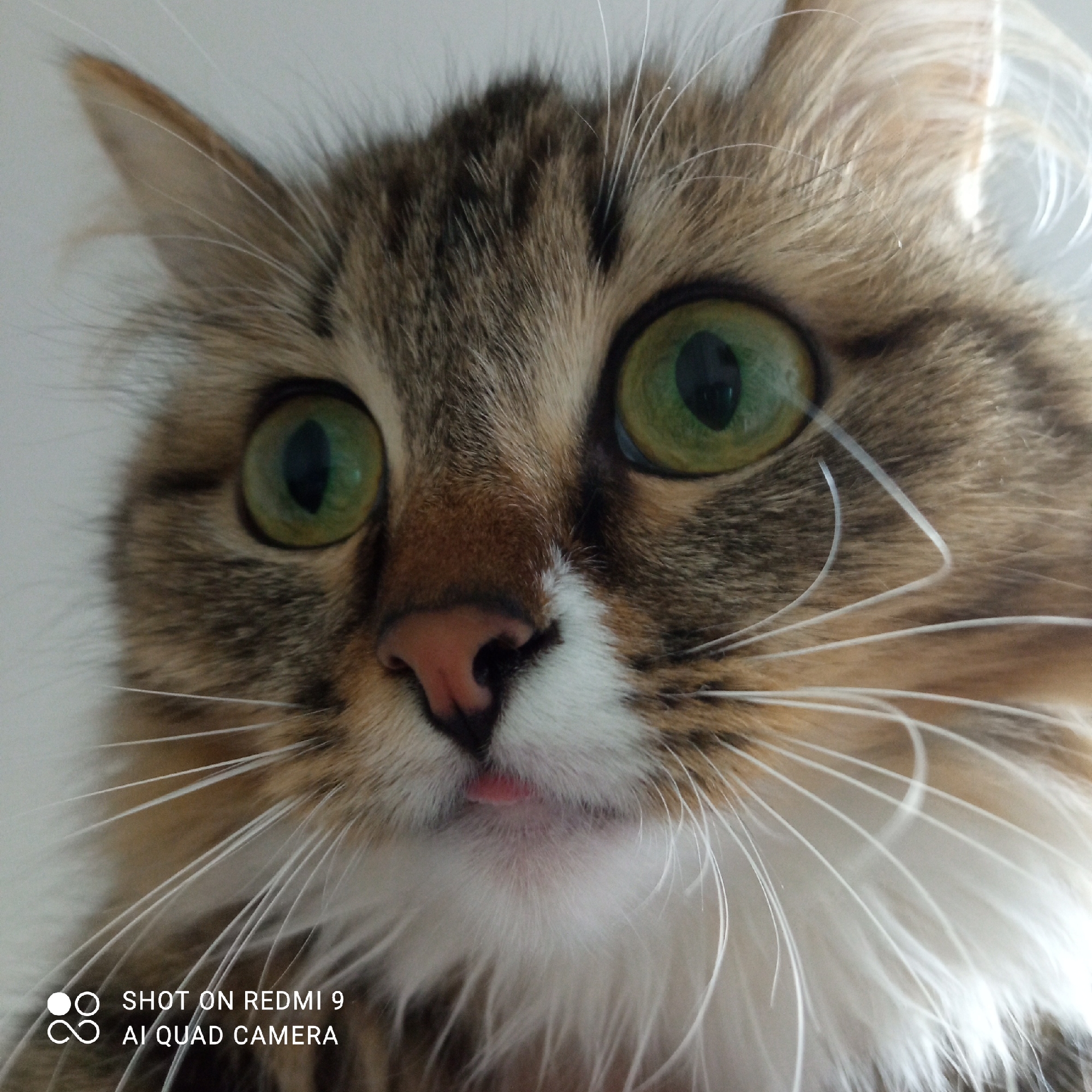 A close-up photograph shows a brown tabby cat with green eyes and a pink nose. The cat's mouth is slightly open, revealing a pink tongue. The cat has long white whiskers. The bottom left corner of the image contains the text "SHOT ON REDMI 9 AI QUAD CAMERA." The photo does not provide information about the city of Chaikovsky, Russia.