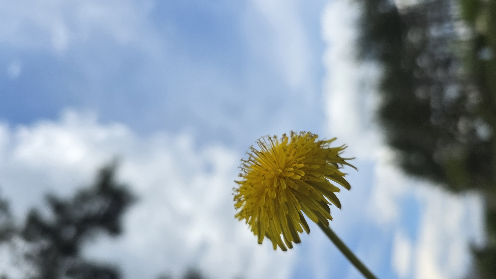 The image presents a close-up, low-angle view of a single, vibrant yellow dandelion in full bloom. The dandelion, with its intricate cluster of petals and a visible green stem, is sharply in focus and positioned prominently towards the right side of the frame. It appears to be swaying slightly, indicated by the dynamic angle of its stem.
The background primarily consists of a bright blue sky adorned with soft, white, scattered clouds, suggesting a clear or partly cloudy daytime. In the upper right and lower left sections of the background, heavily blurred dark green and black shapes are visible, indicating the presence of out-of-focus trees or foliage, consistent with an outdoor natural setting.
The photograph captures a tranquil moment in nature, with the dandelion acting as the sole subject against the expansive sky. The shallow depth of field effectively separates the crisp detail of the flower from the soft, ethereal background. There are no people, visible text, or specific events taking place, focusing entirely on the natural elements. The scene depicts typical daytime weather conditions in an unspecified natural area within Drenkovo, Bulgaria.