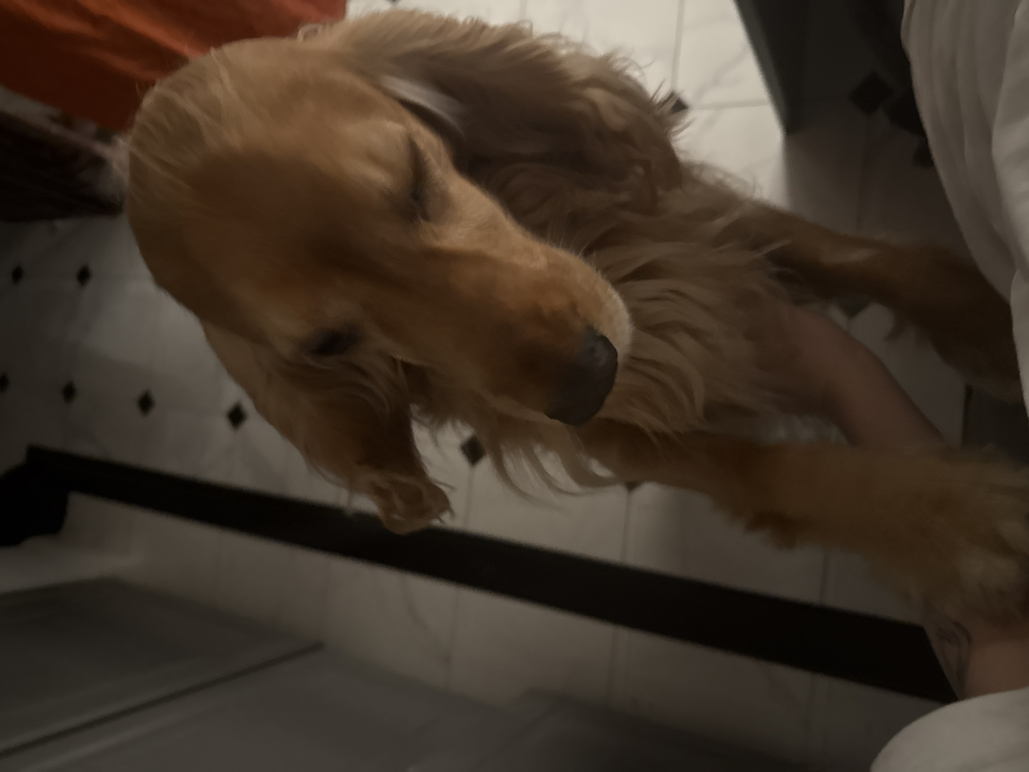 A tan-colored dog is being held up by a person. The dog has long, floppy ears and appears to be looking down. The background is blurry but shows a tiled floor with dark square accents. A dark vertical stripe is visible on the left side of the image, possibly a door frame or a piece of furniture. The lighting is dim. The image is taken from a slightly high angle.
