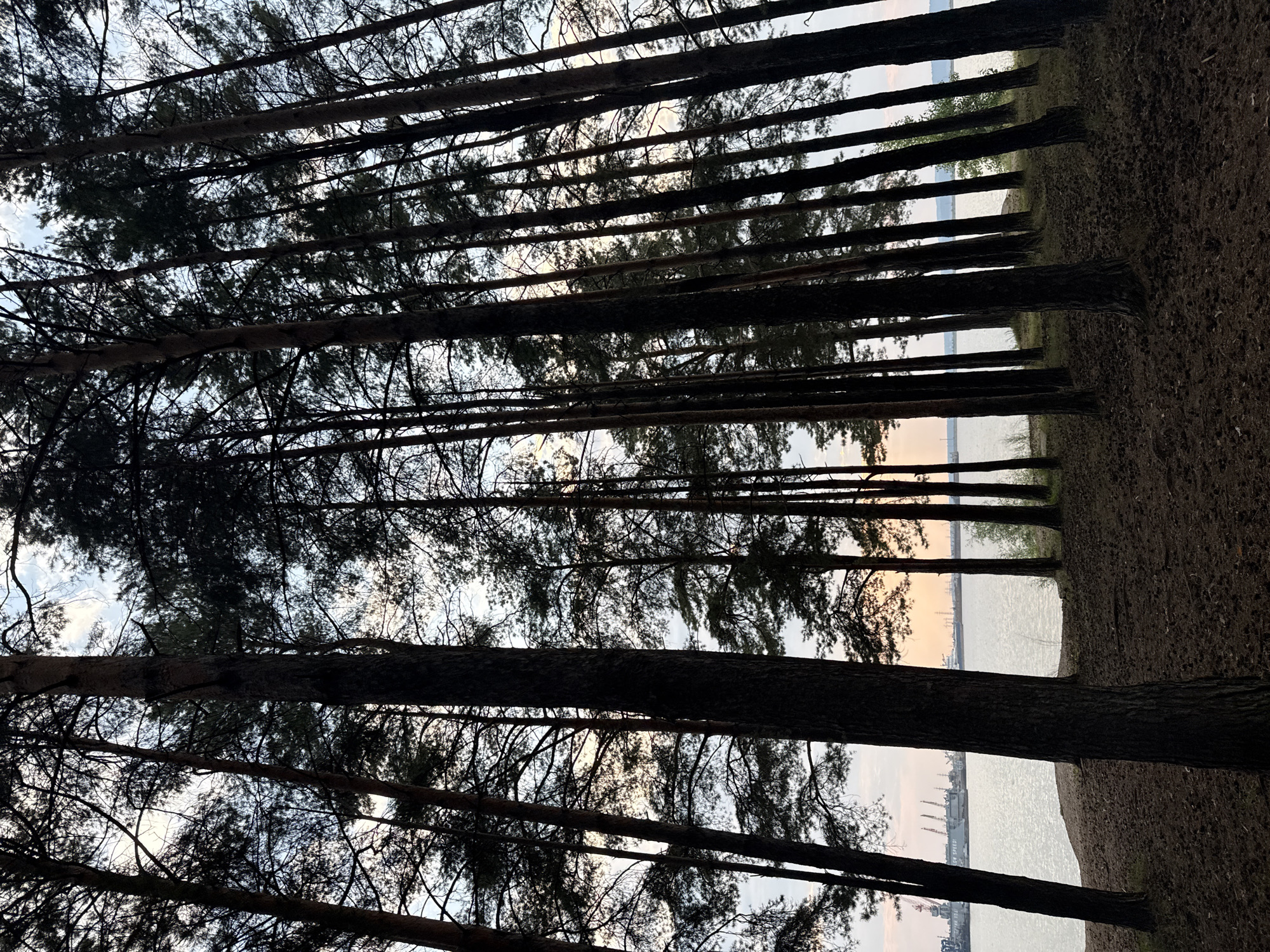 The photograph depicts a dense forest of tall pine trees in Chaikovsky, Russia, with their trunks creating a strong vertical pattern against the sky. The ground is covered with pine needles and cones, indicating a natural, undeveloped area. Through the trees, a body of water, likely the Kama River, is visible. In the distance, across the water, there is a glimpse of industrial structures and ships, suggesting the presence of a port or industrial zone. The sky is overcast with some patches of light, hinting at a cloudy day, possibly near sunset given the soft light. No people or animals are visible in the frame.